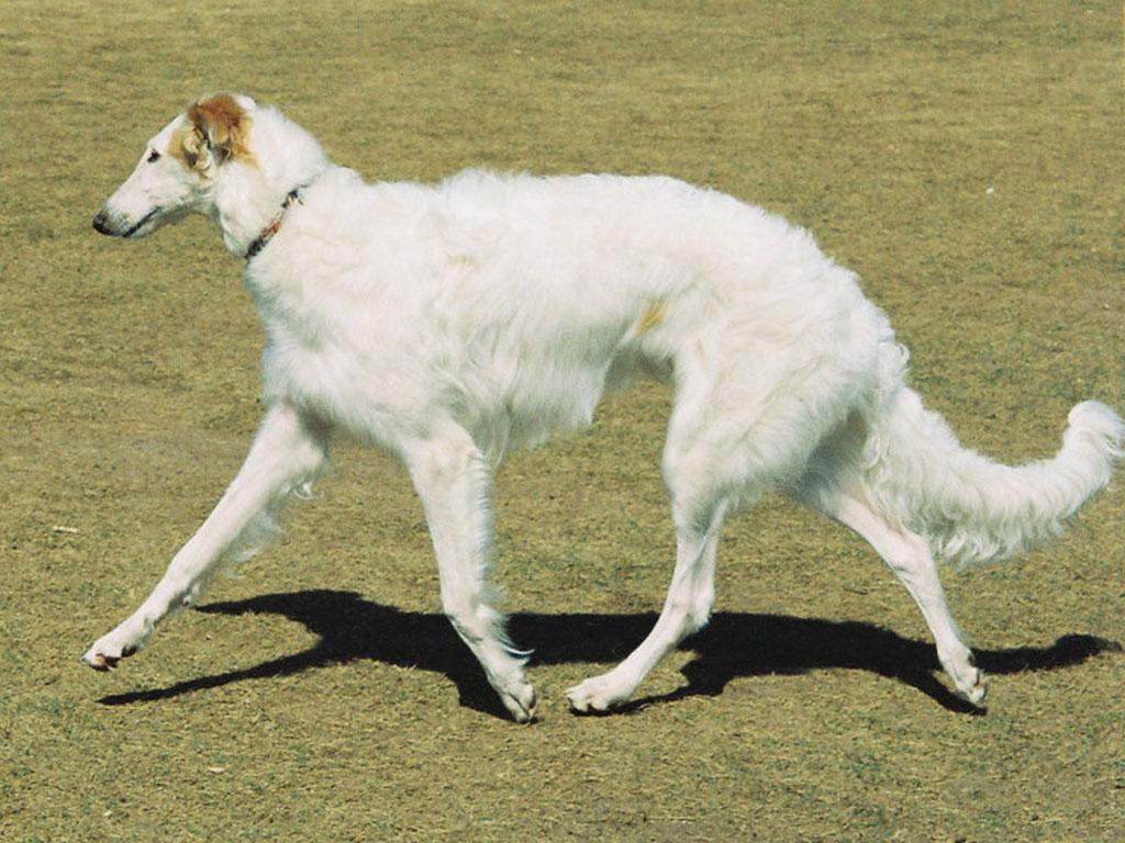 Borzoi Dog Wallpaper. Fun Animals Wiki, Videos, Picture