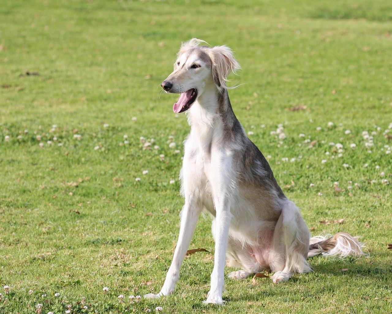 Download wallpaper 1280x1024 saluki, dogs, yawn, color