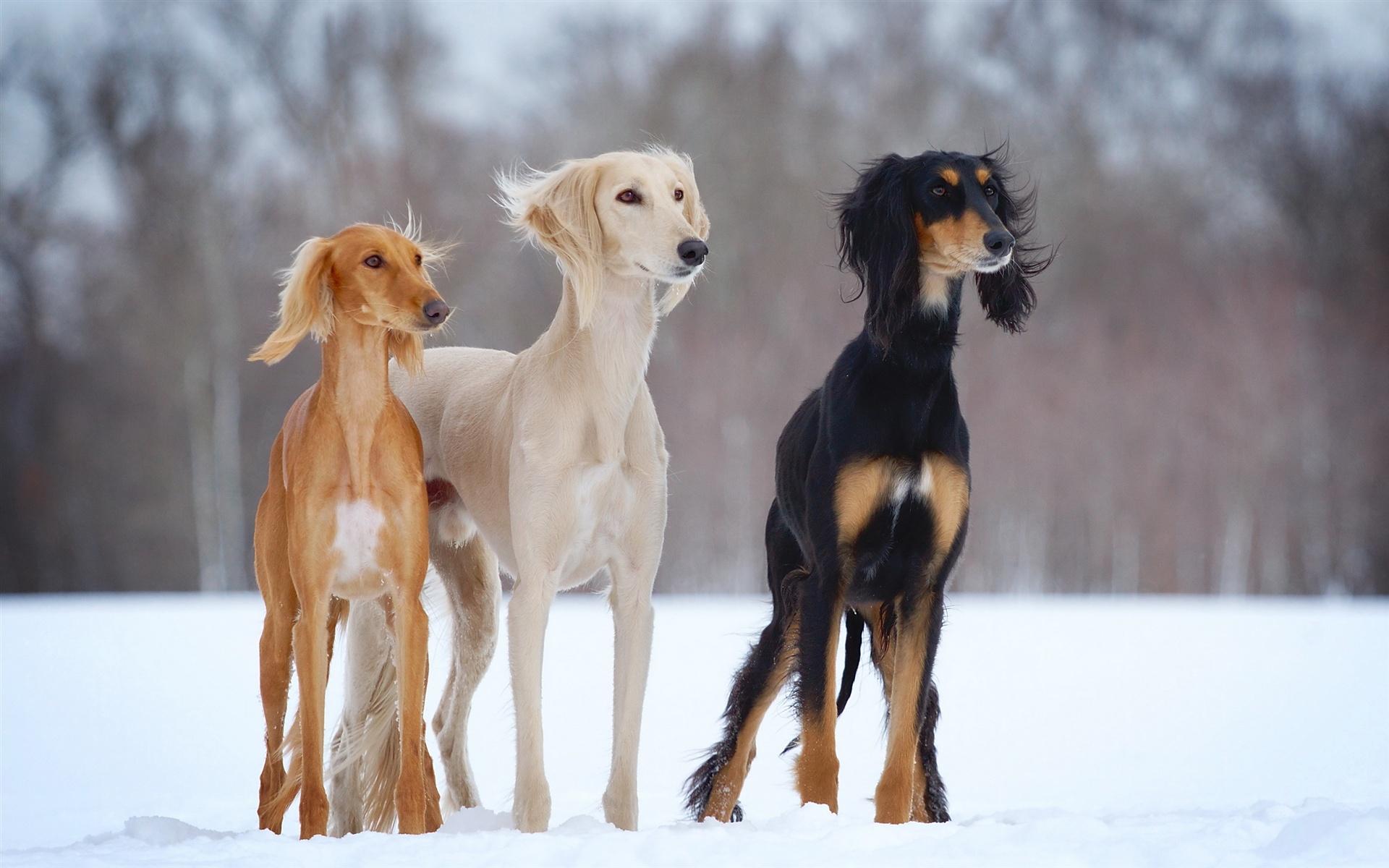 Wallpaper Three dogs in the snow winter 2560x1600 HD Picture