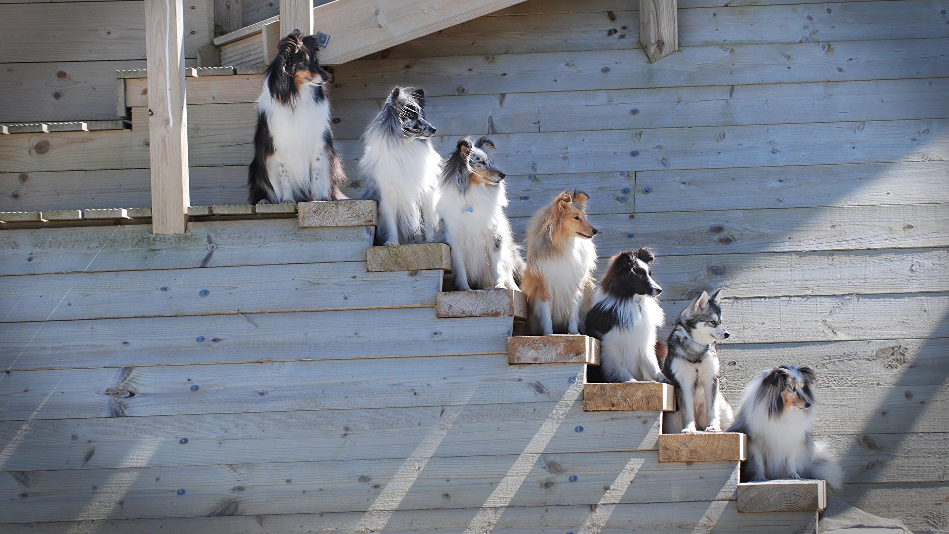 Picture Collie dog Stairs Many Animals 1920x1080