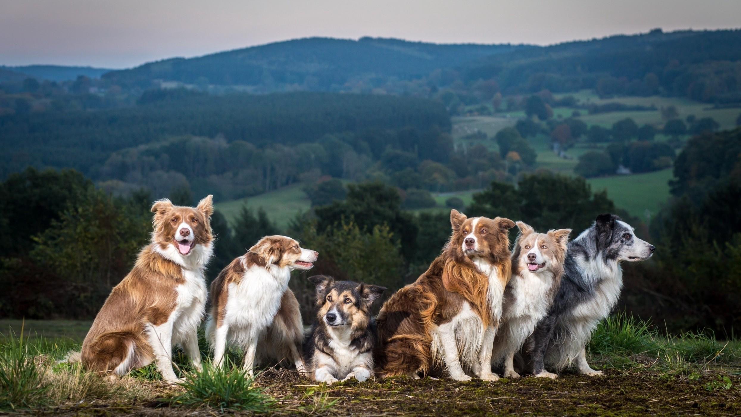 Download 2489x1400 Dogs, Family, Field, Cute Wallpaper