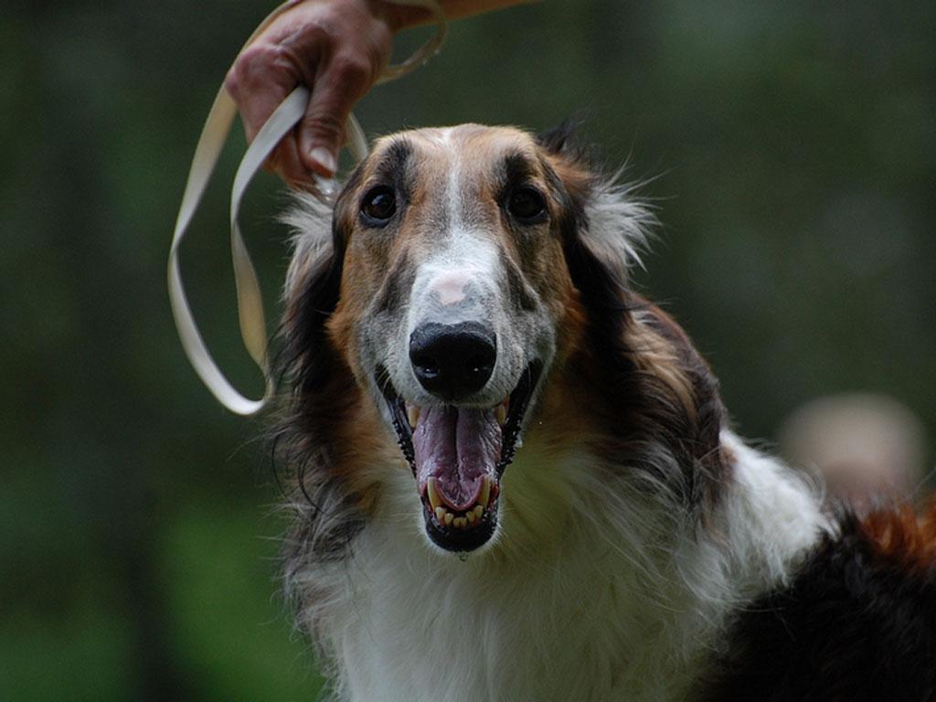 Borzoi Dog Wallpaper. Fun Animals Wiki, Videos, Picture