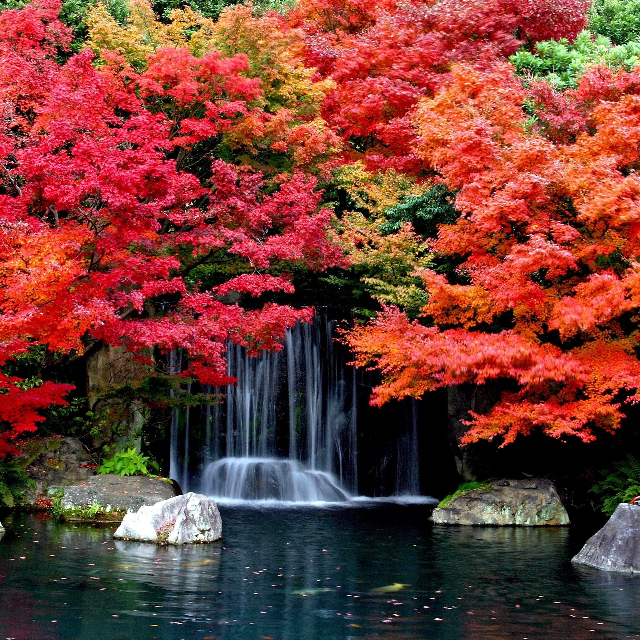 Fall Leaves Waterfall Wallpaper