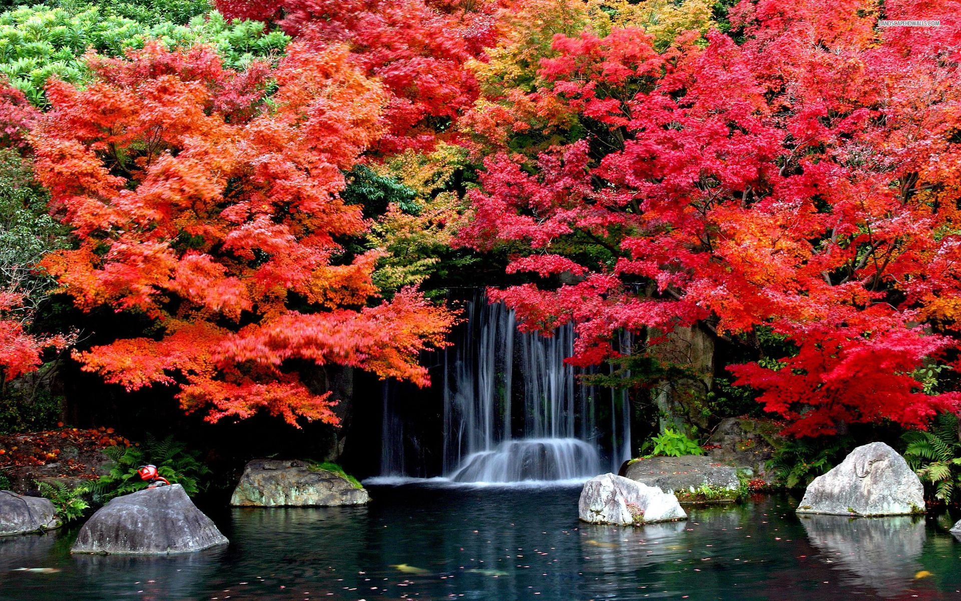 Colorful trees in the autumn wallpaper #. Autumn waterfalls, Waterfall, Nature wallpaper