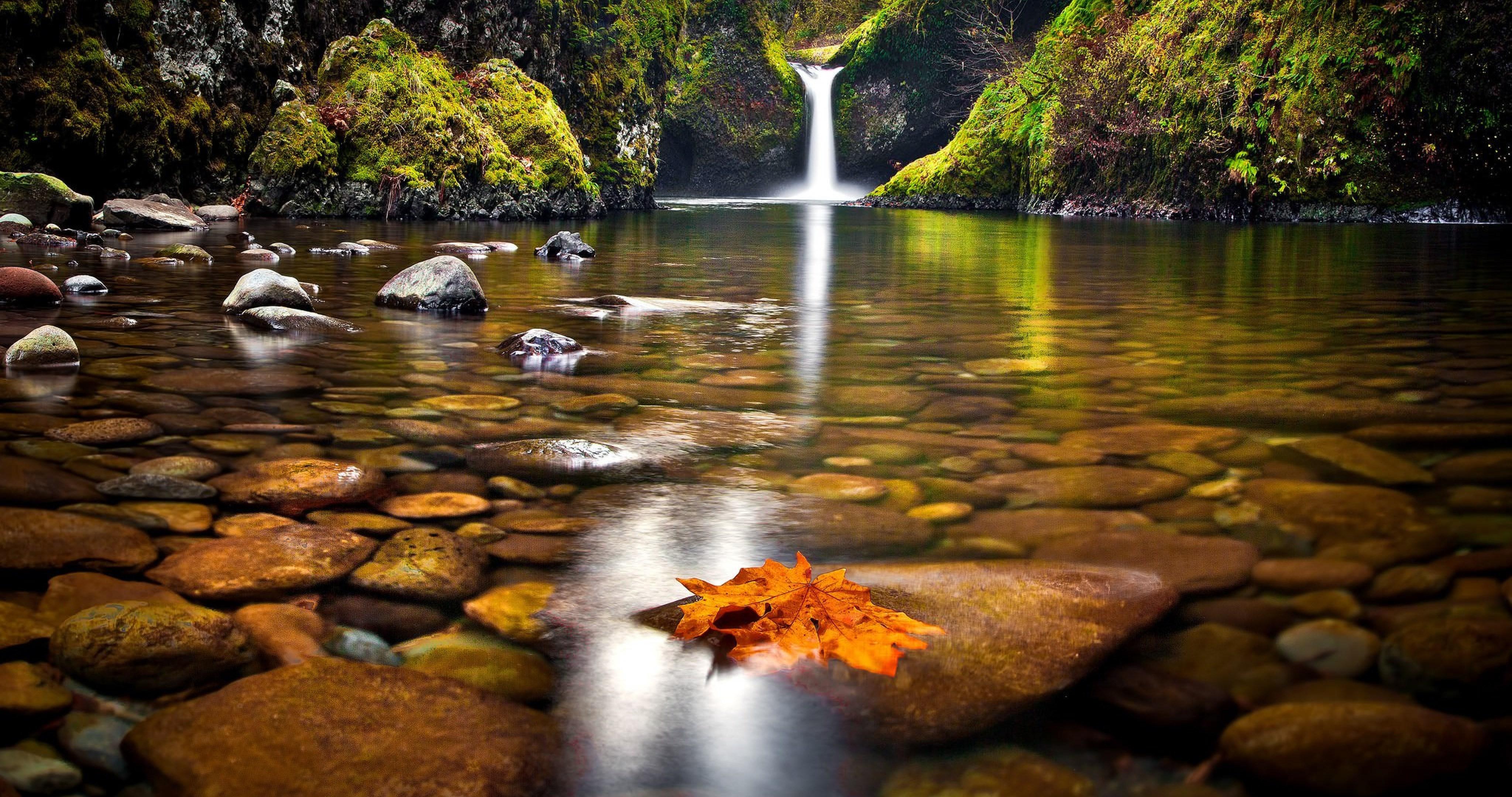 animal on waterfall background