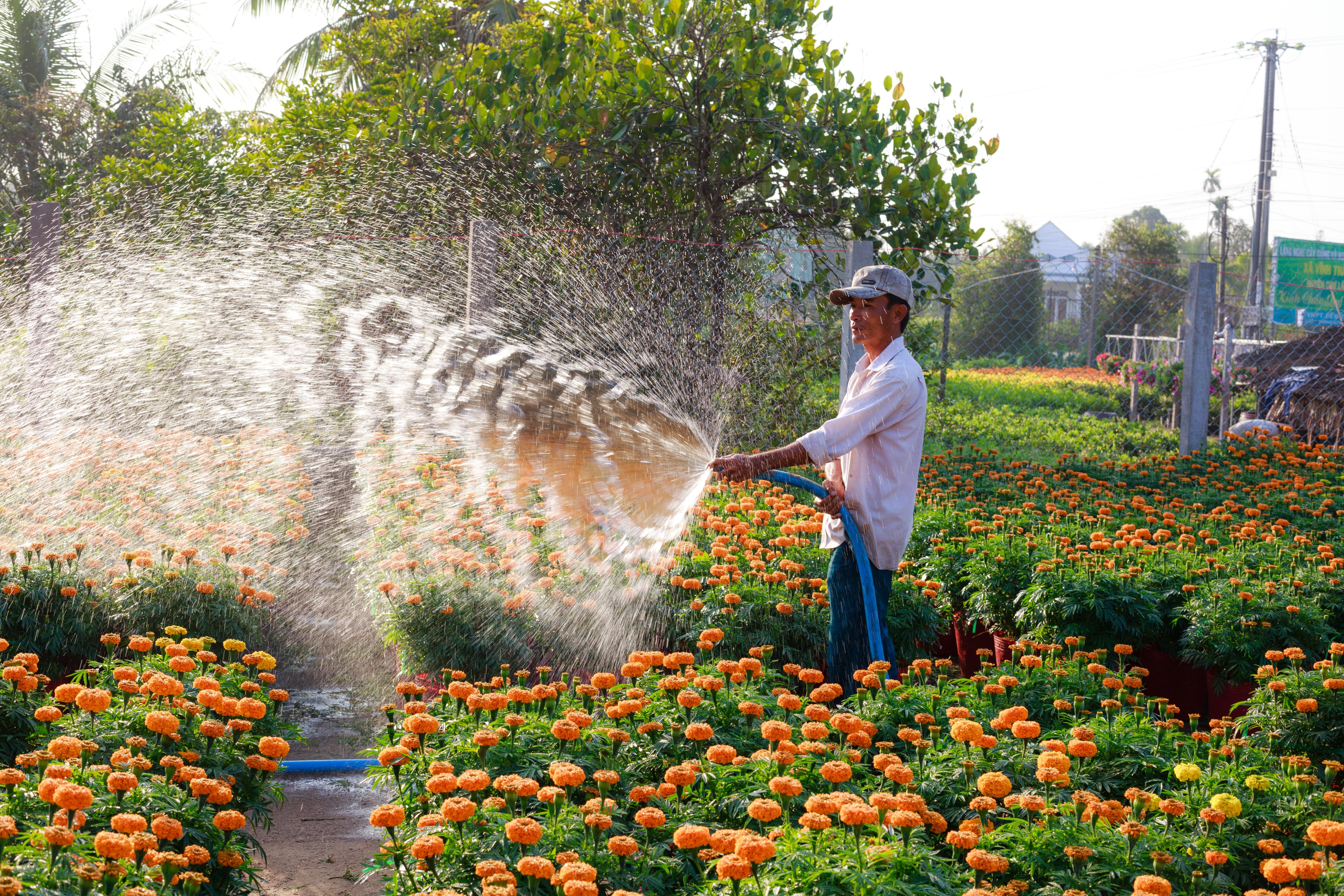 Man Spraying Water on Orange Flowers · Free