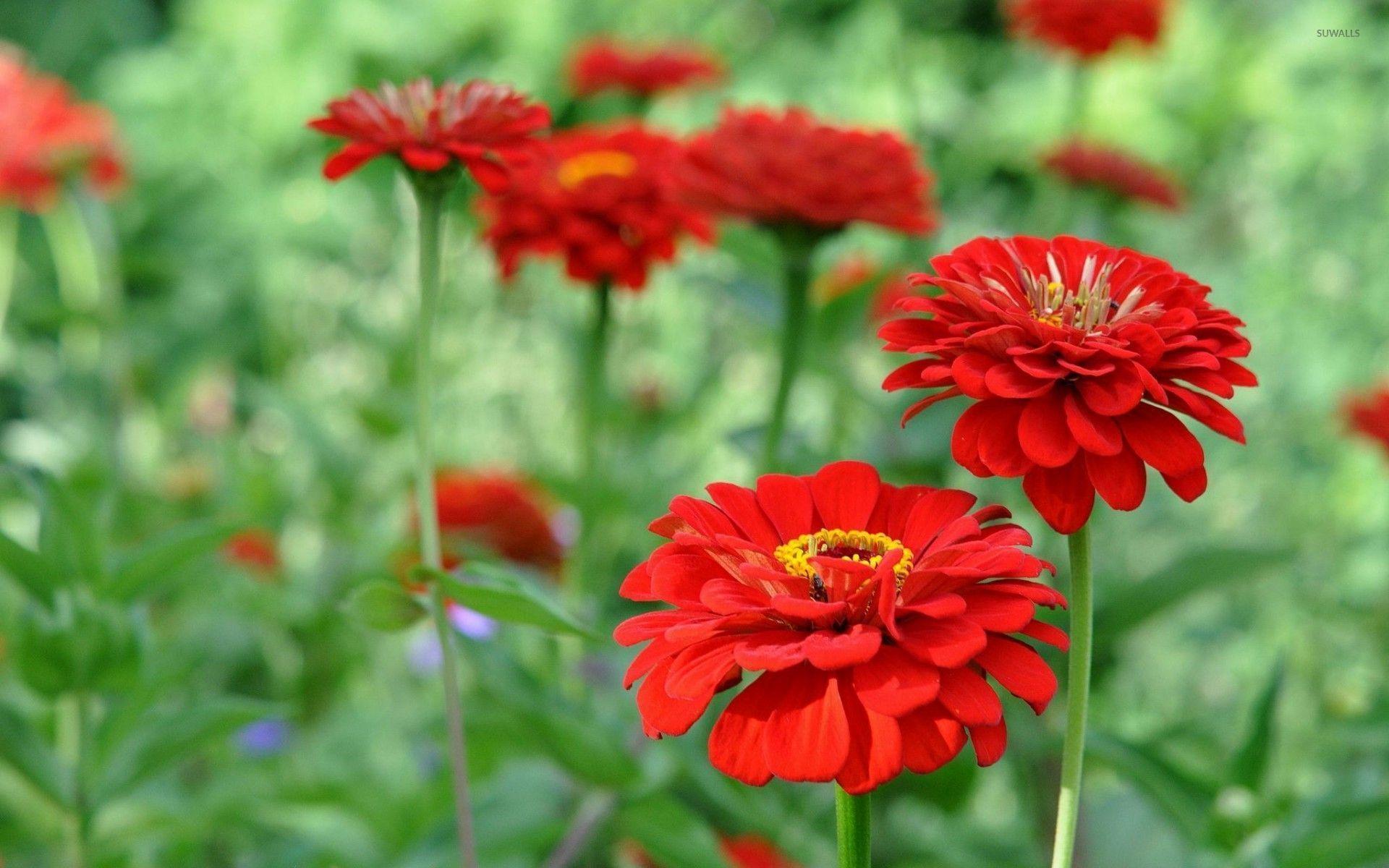 Zinnia Wallpapers - Wallpaper Cave