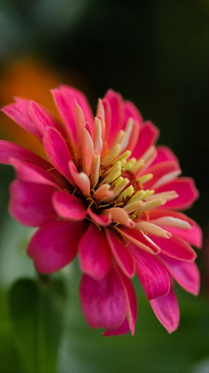 Zinnia Wallpapers - Wallpaper Cave