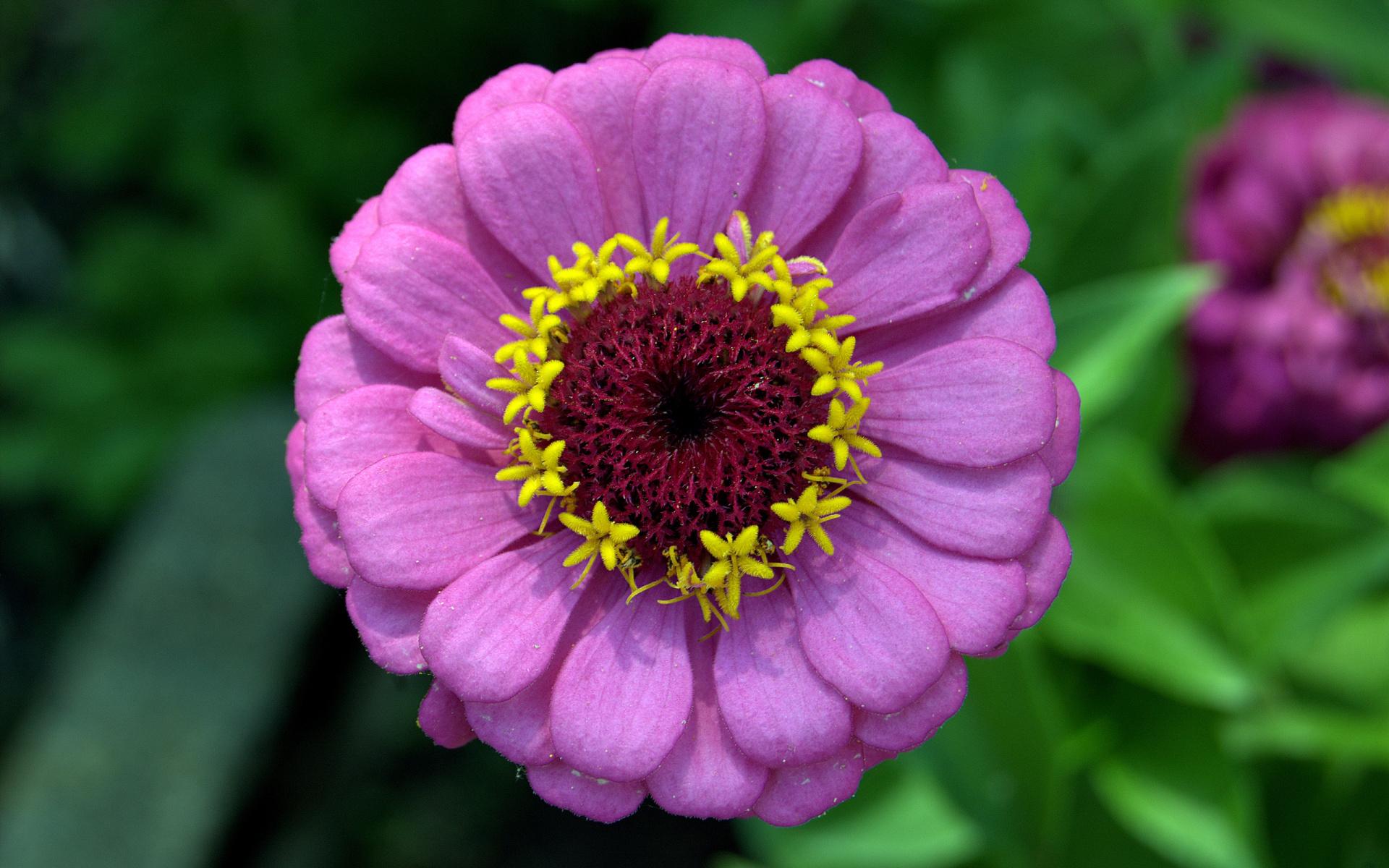 Zinnia Wallpapers - Wallpaper Cave