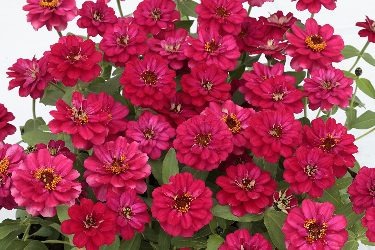Zinnia Wallpapers - Wallpaper Cave
