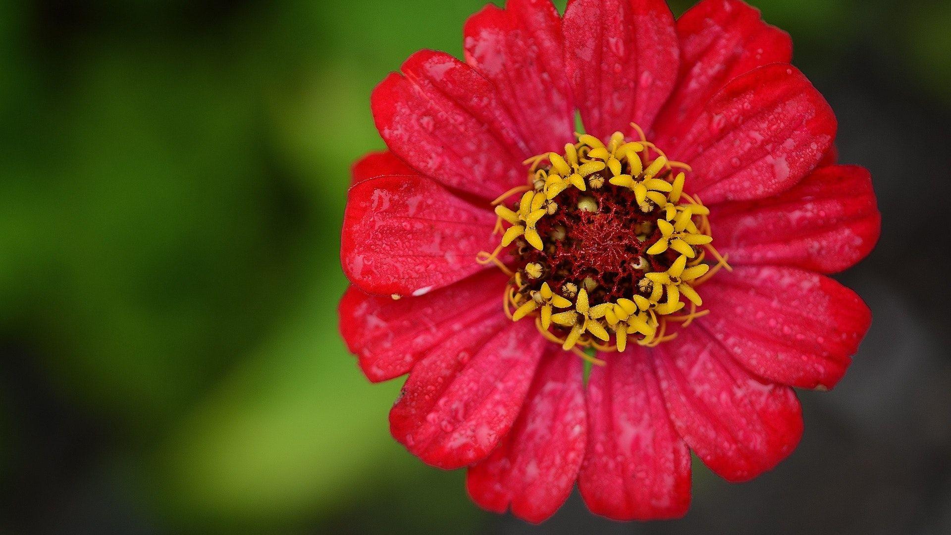 Zinnia Red Flower Wallpaper