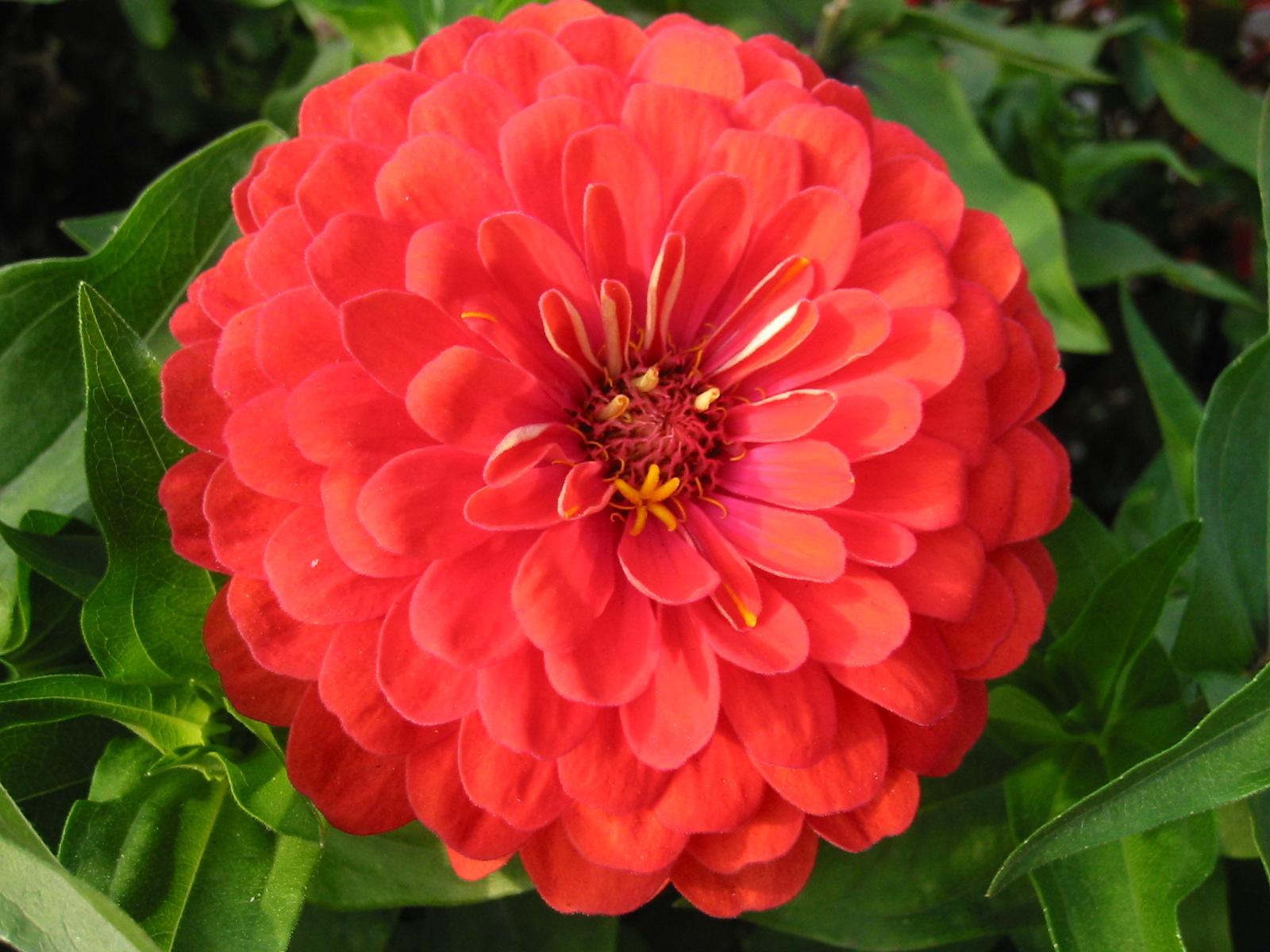 Zinnia Wallpapers - Wallpaper Cave