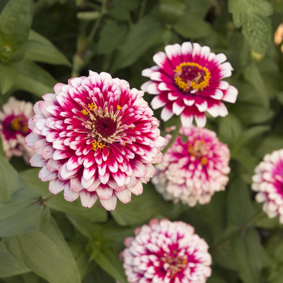 Zinnia Wallpapers - Wallpaper Cave