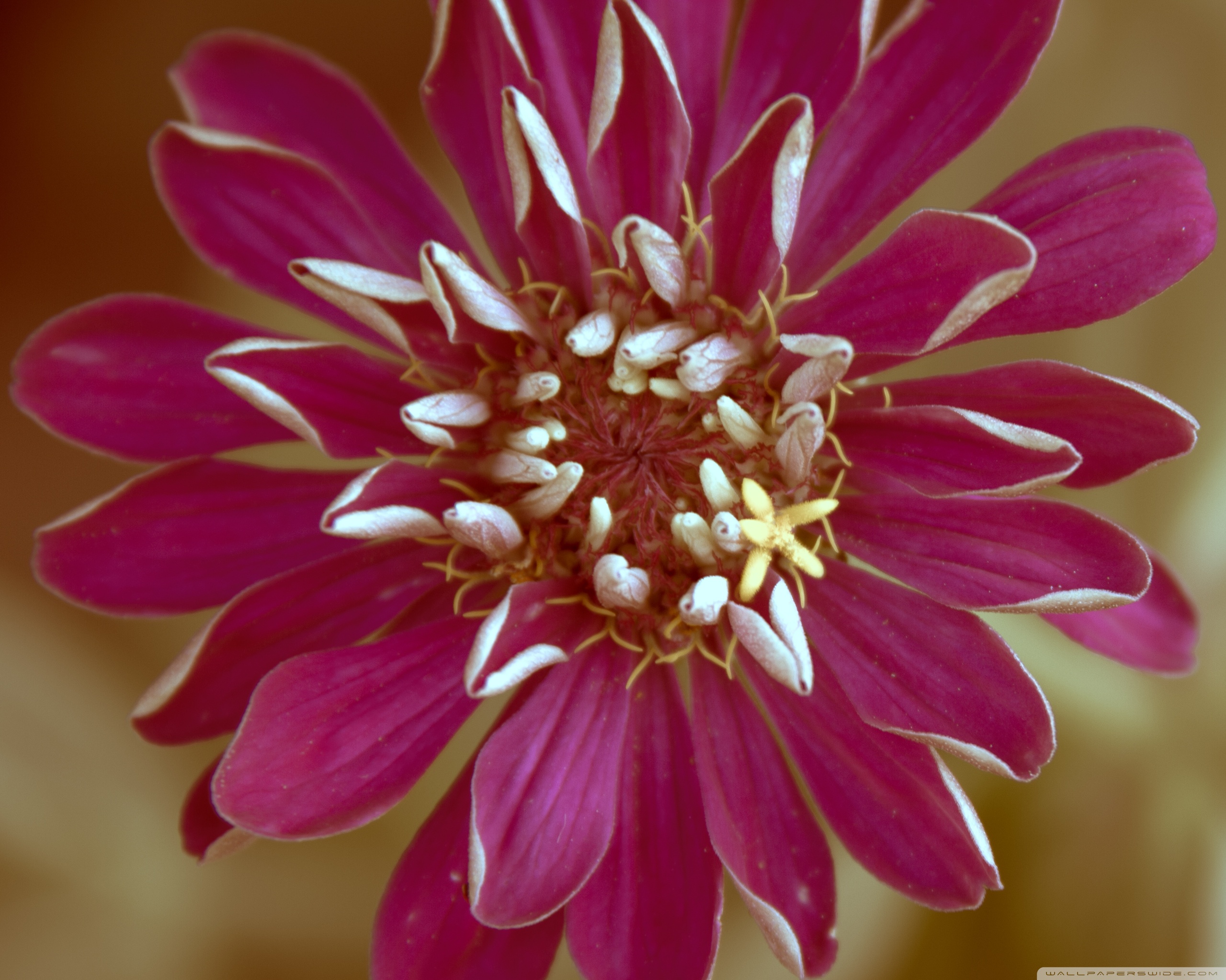 Zinnia ❤ 4K HD Desktop Wallpaper for • Wide & Ultra