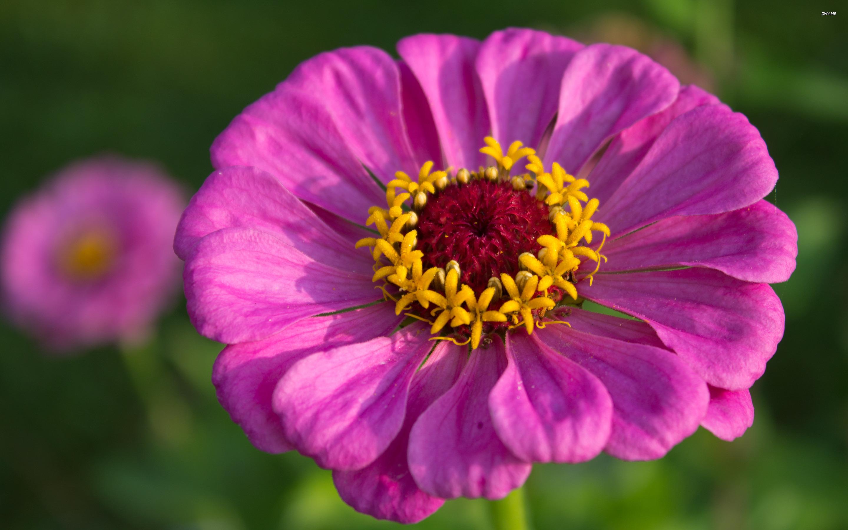 Zinnia Wallpapers - Wallpaper Cave