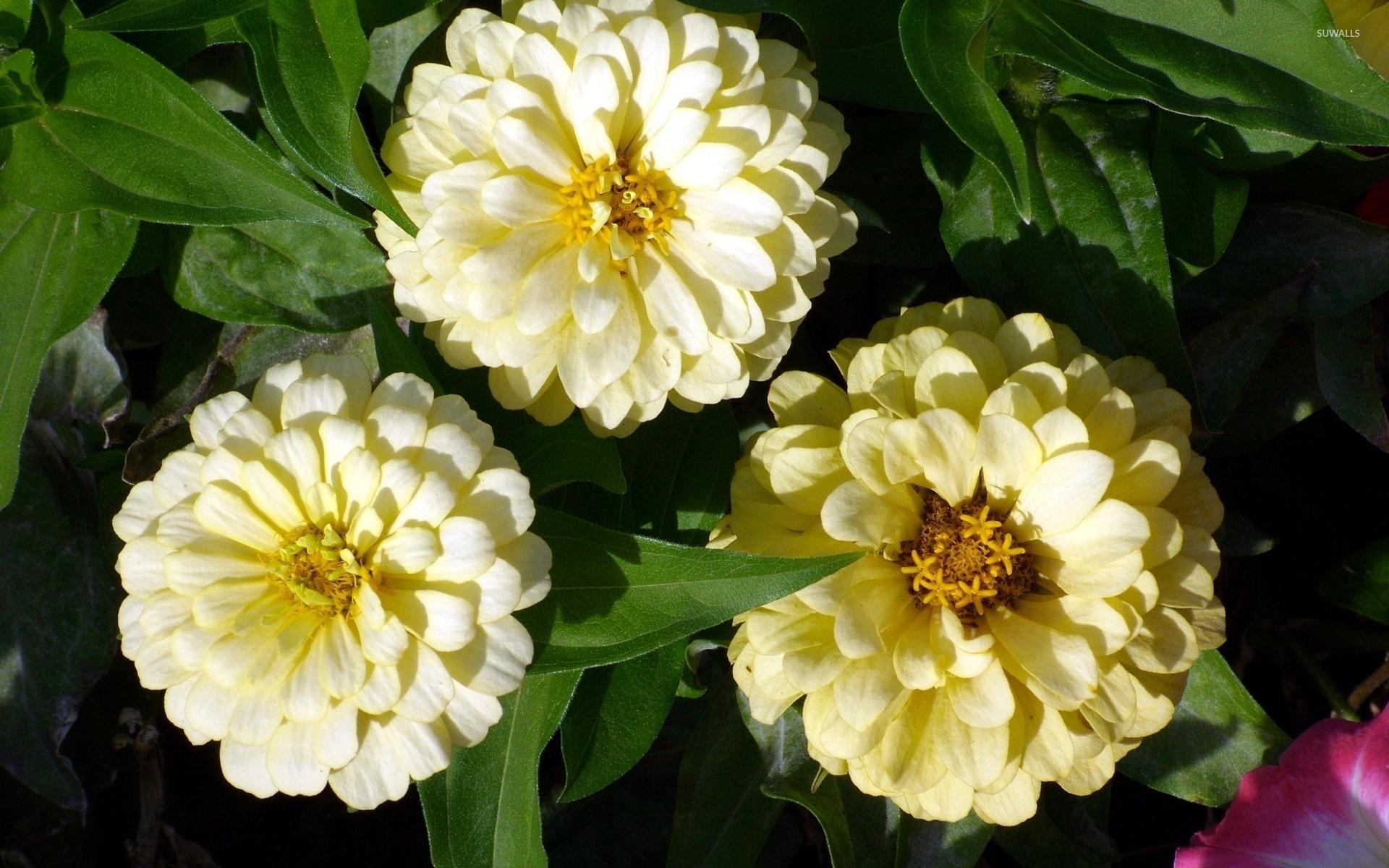 Zinnia Wallpapers - Wallpaper Cave