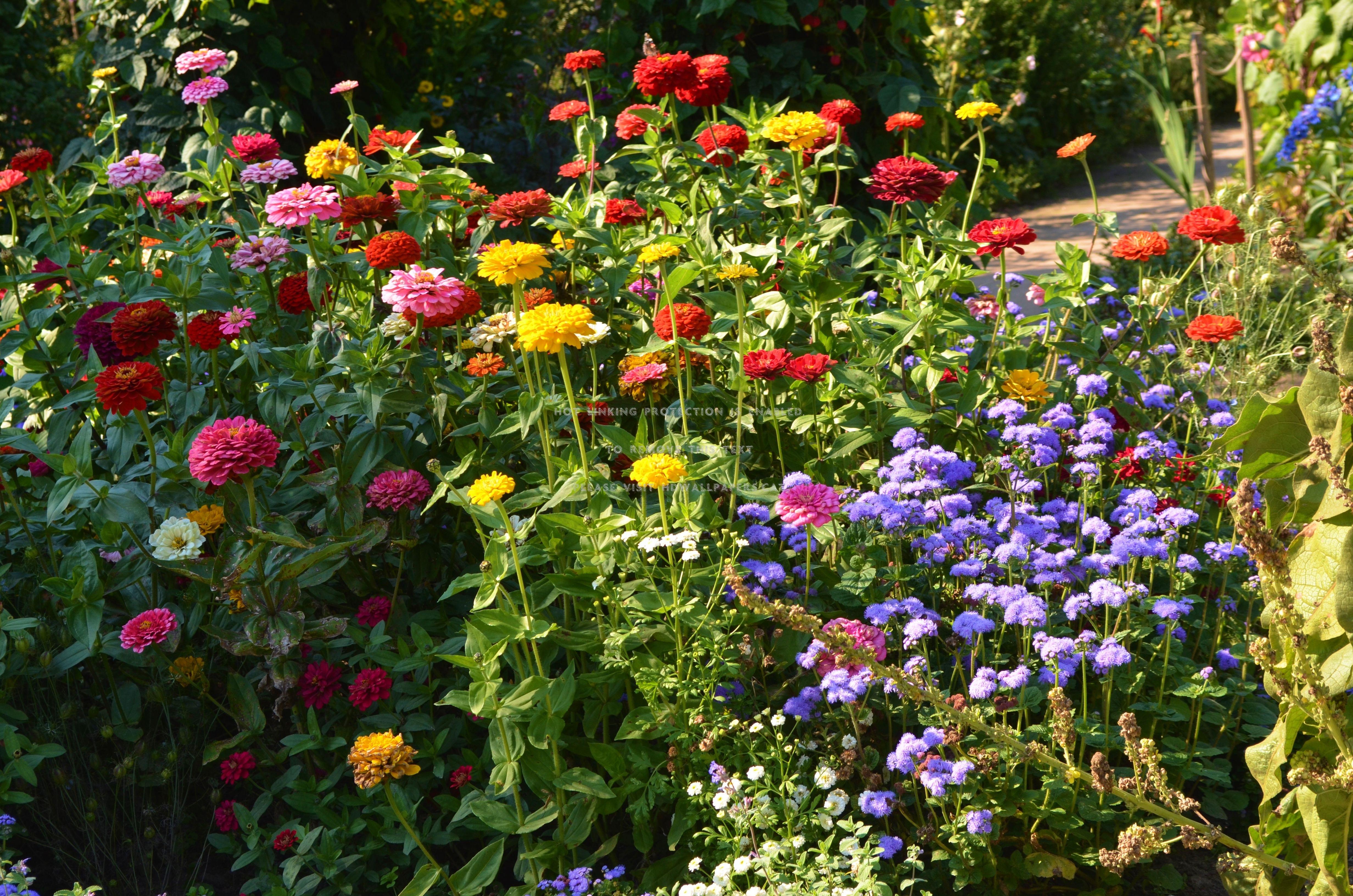 summer flowers mixed colors zinnia park