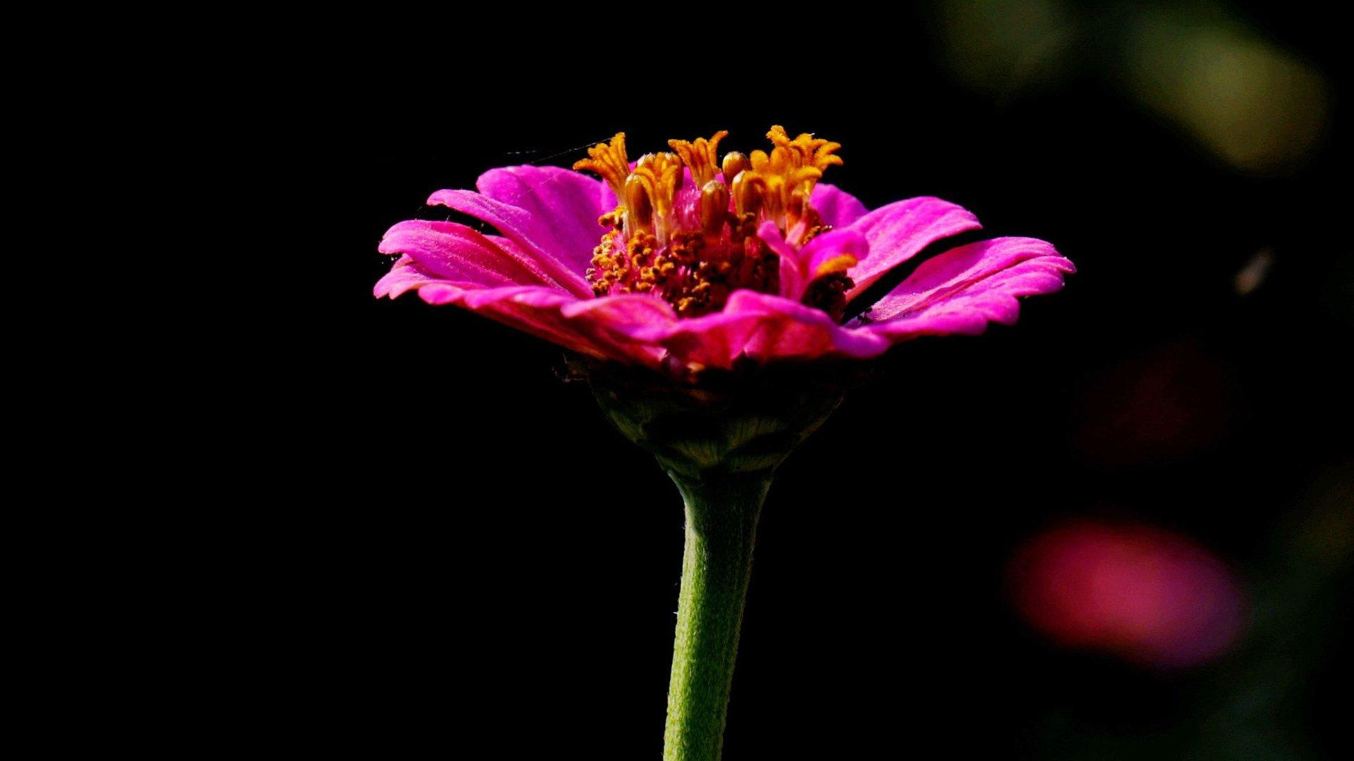 zinnia flower HD Desktop Wallpaperk HD