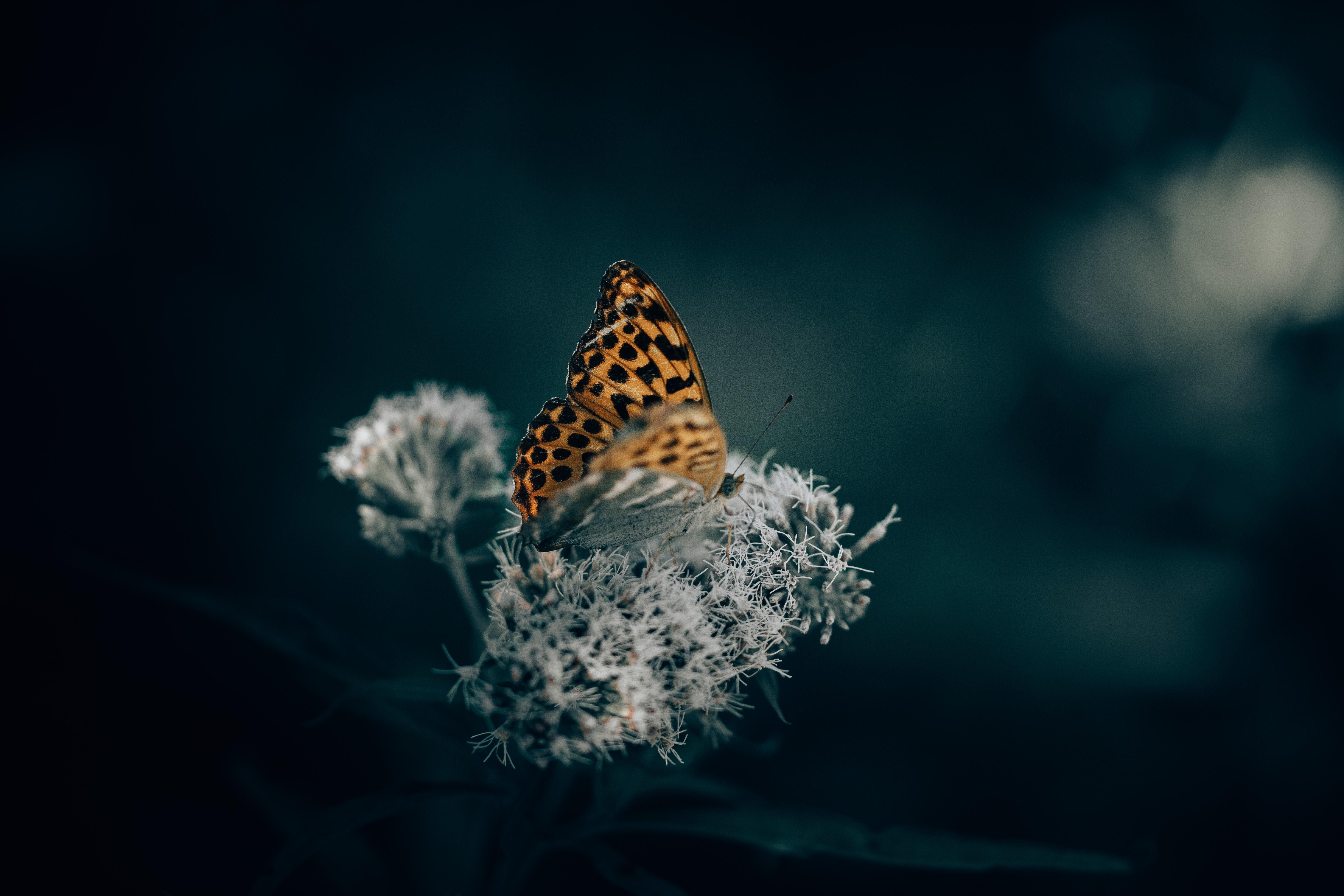 6240x4160 #wallpaper, #wallpaper hd, #spot, #macro