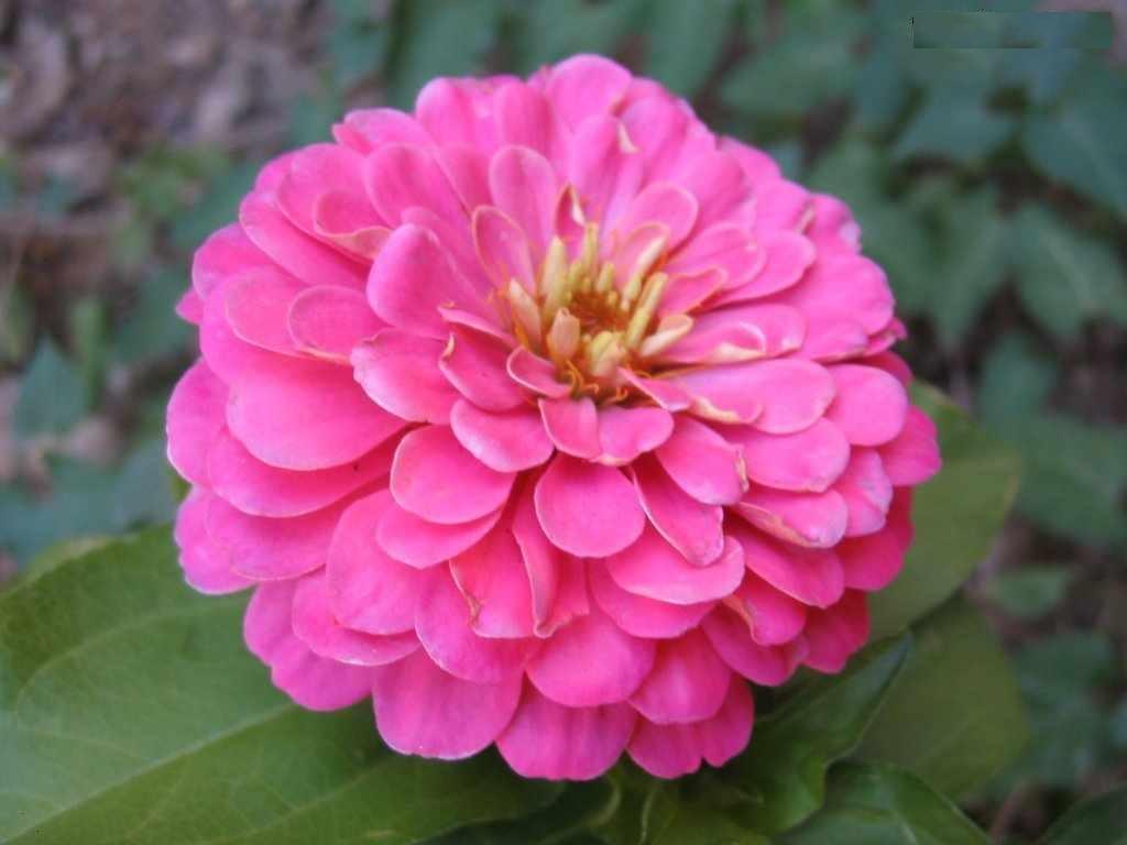Pink zinnia wallpaper. Wallpaper Wide HD
