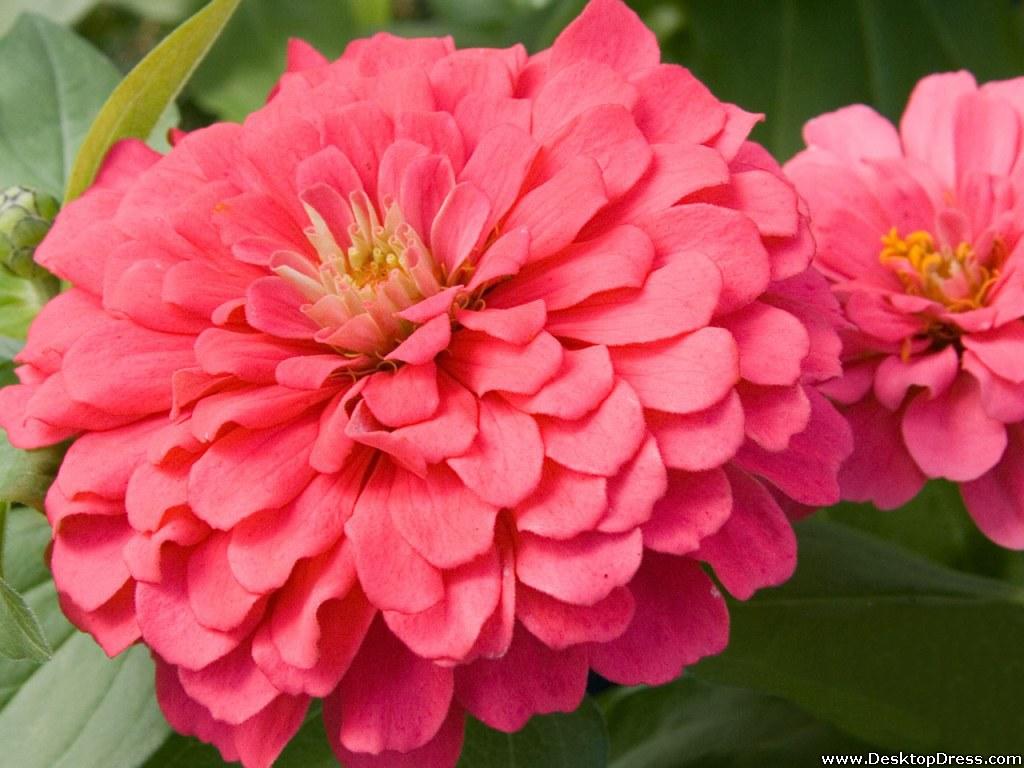 Zinnia Wallpapers - Wallpaper Cave