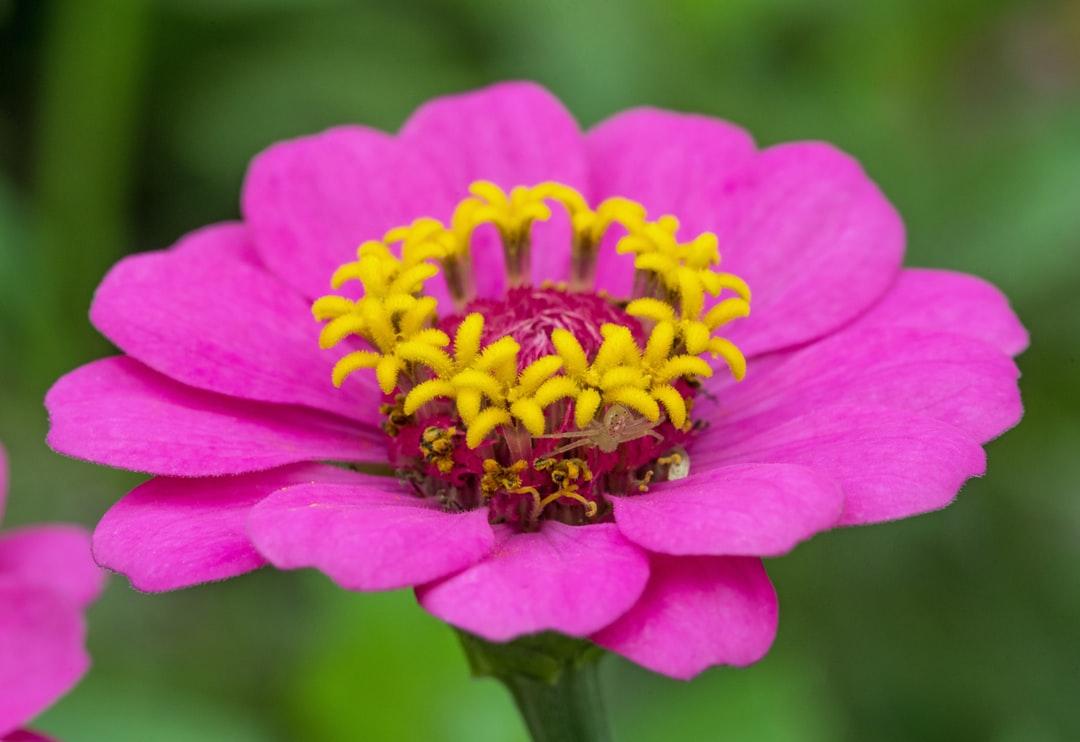 Zinnia Flower Picture. Download Free Image