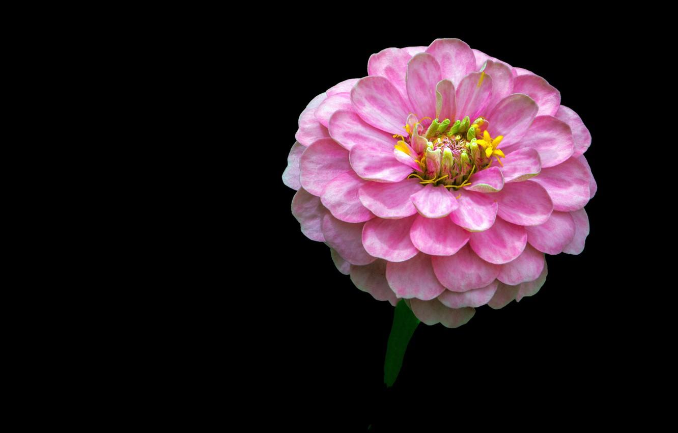 Wallpaper Background, zinnia, Pink flower, Pink flower