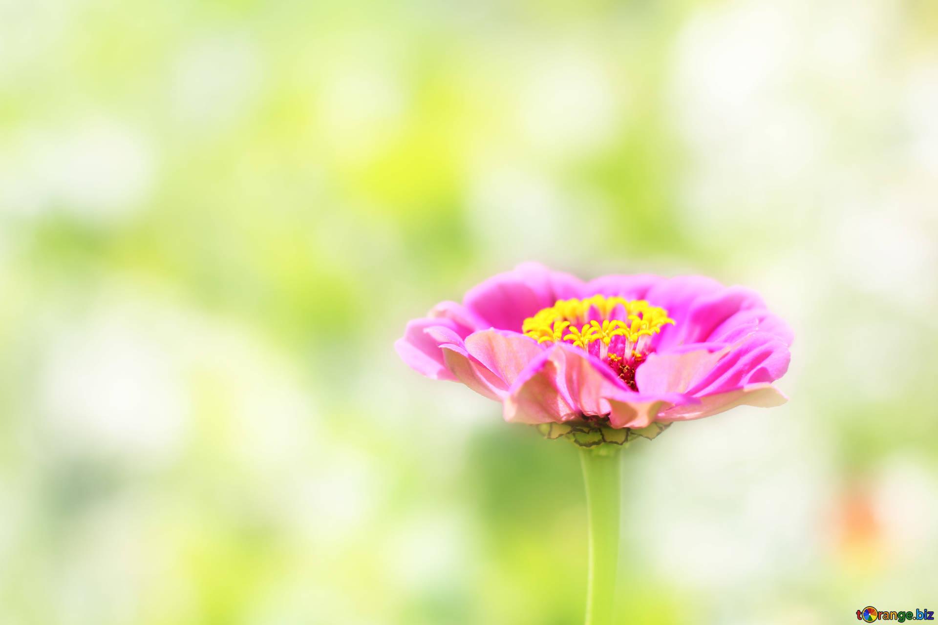 Flowers tsiniya beautiful wallpaper with flower zinnia