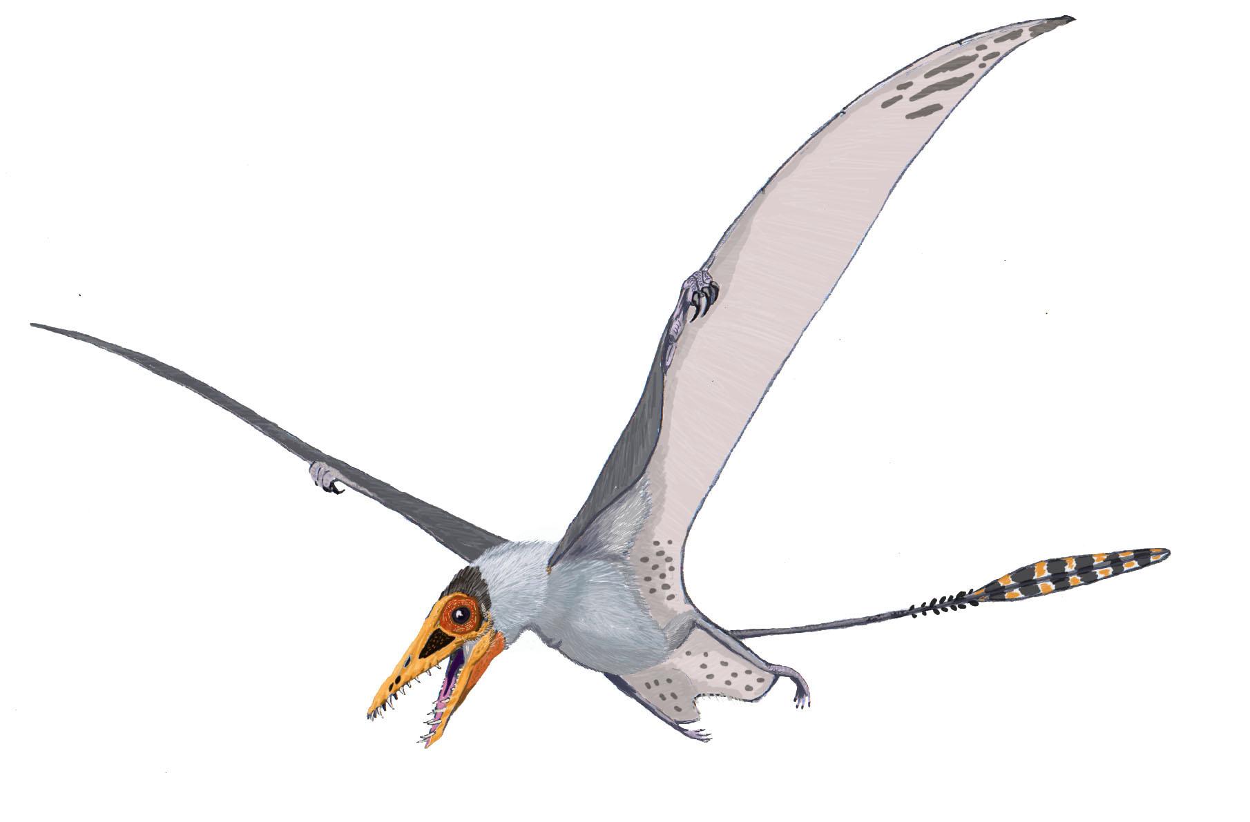 Pterosaurs Reptile HD Free Image Wallpaper Download