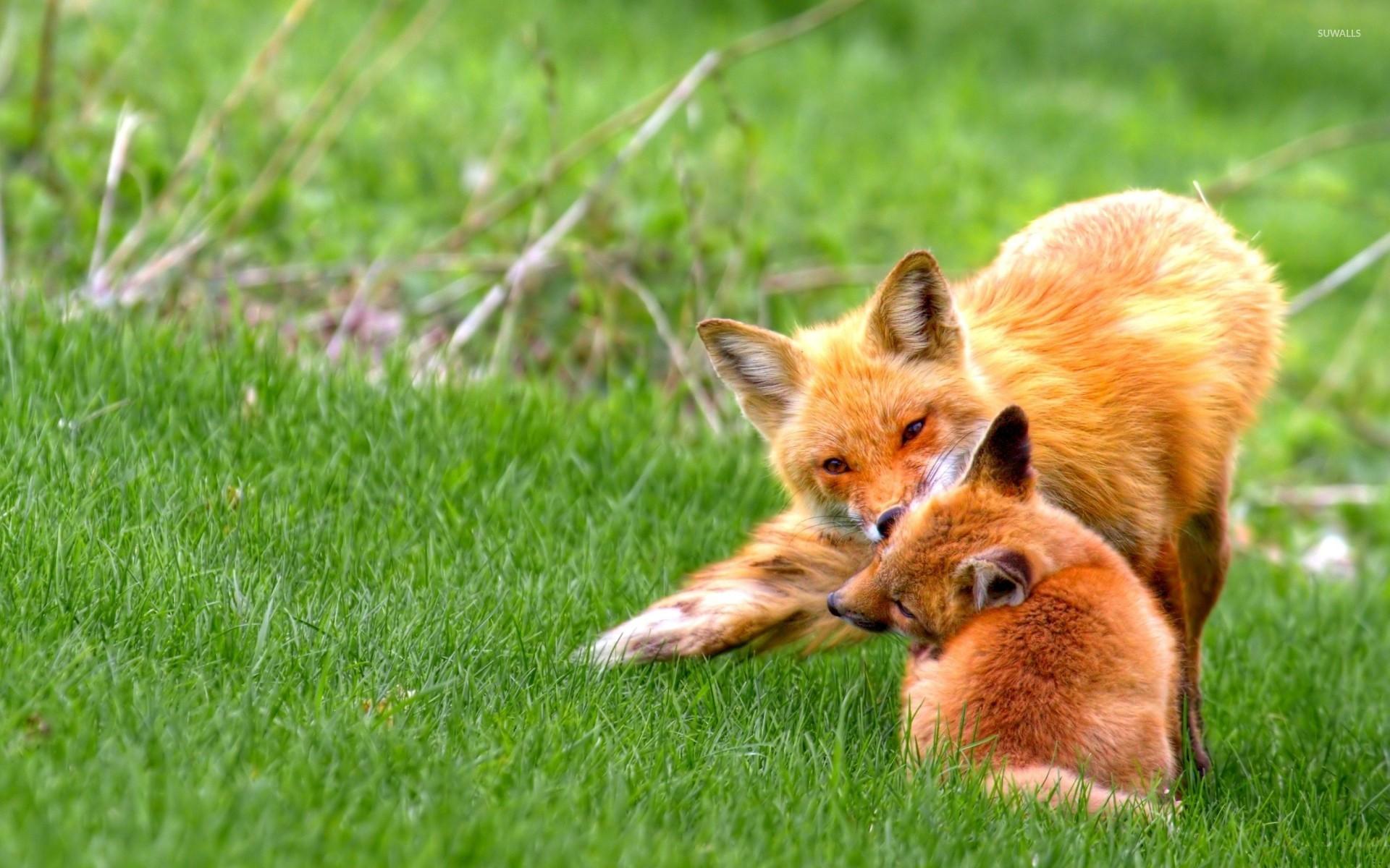 Fox with cub wallpaper wallpaper