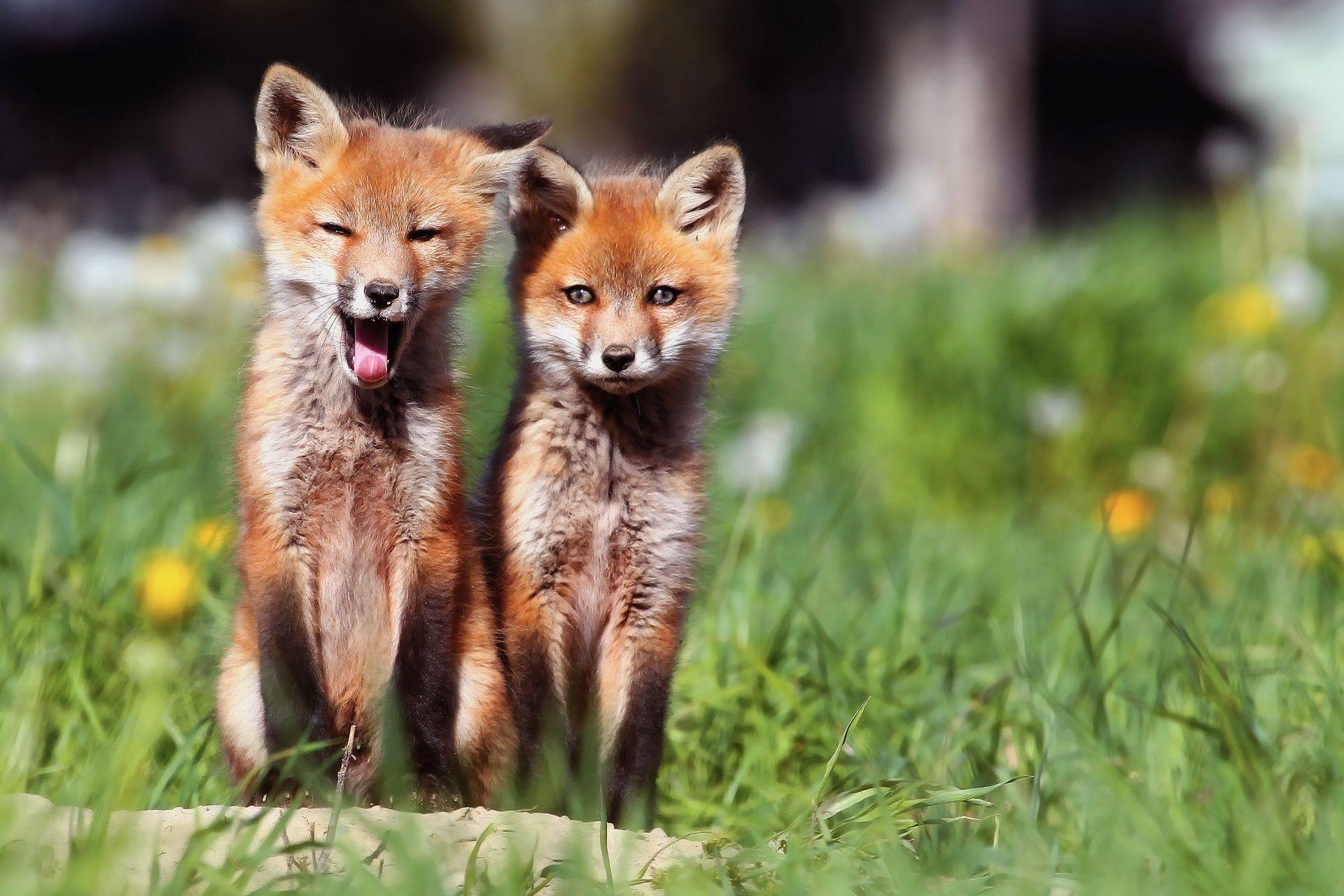 little fox. Fox. Animals, Fox, Cubs wallpaper