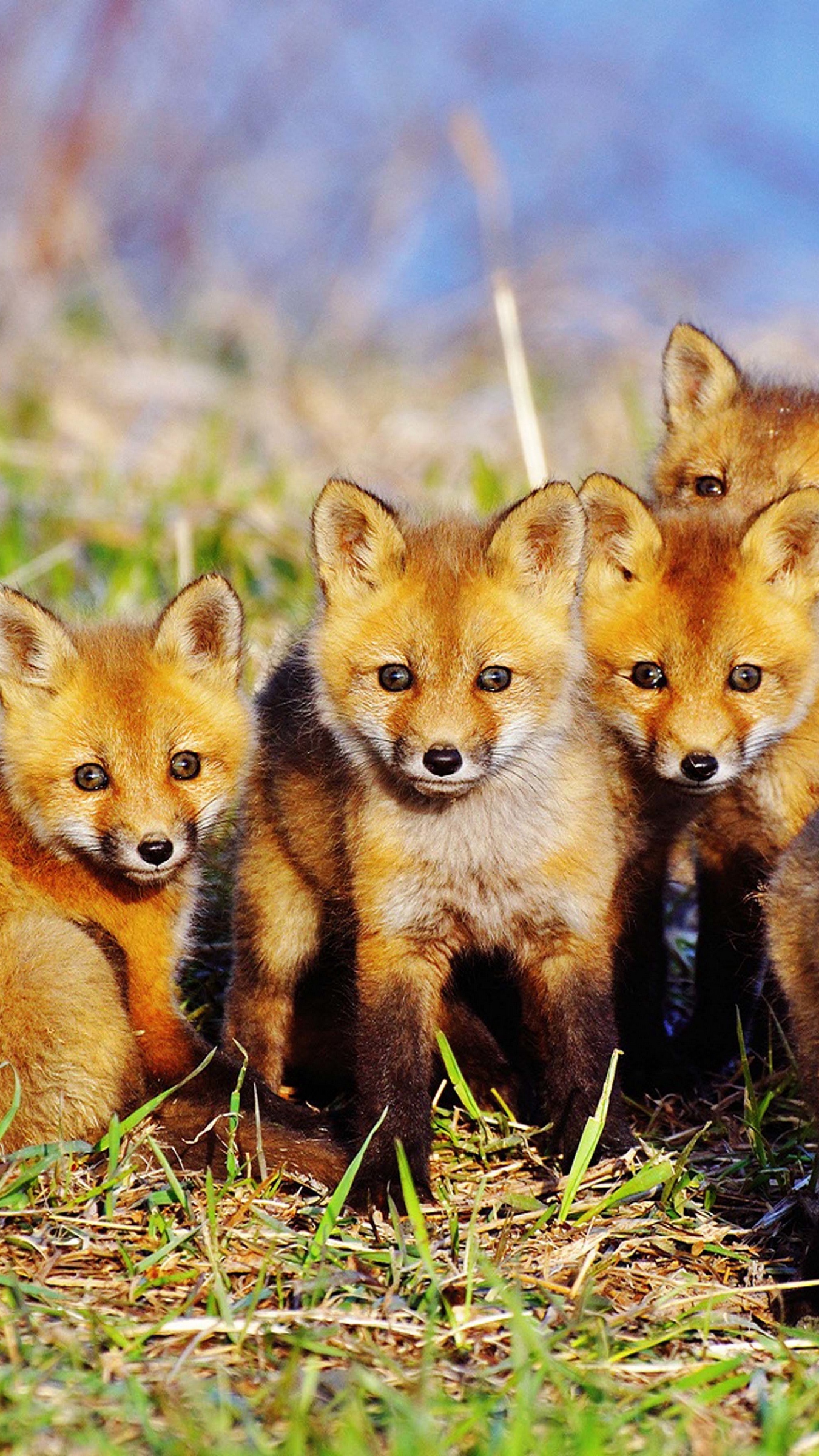 Download wallpaper 1350x2400 fox, cubs, grass, set, sit