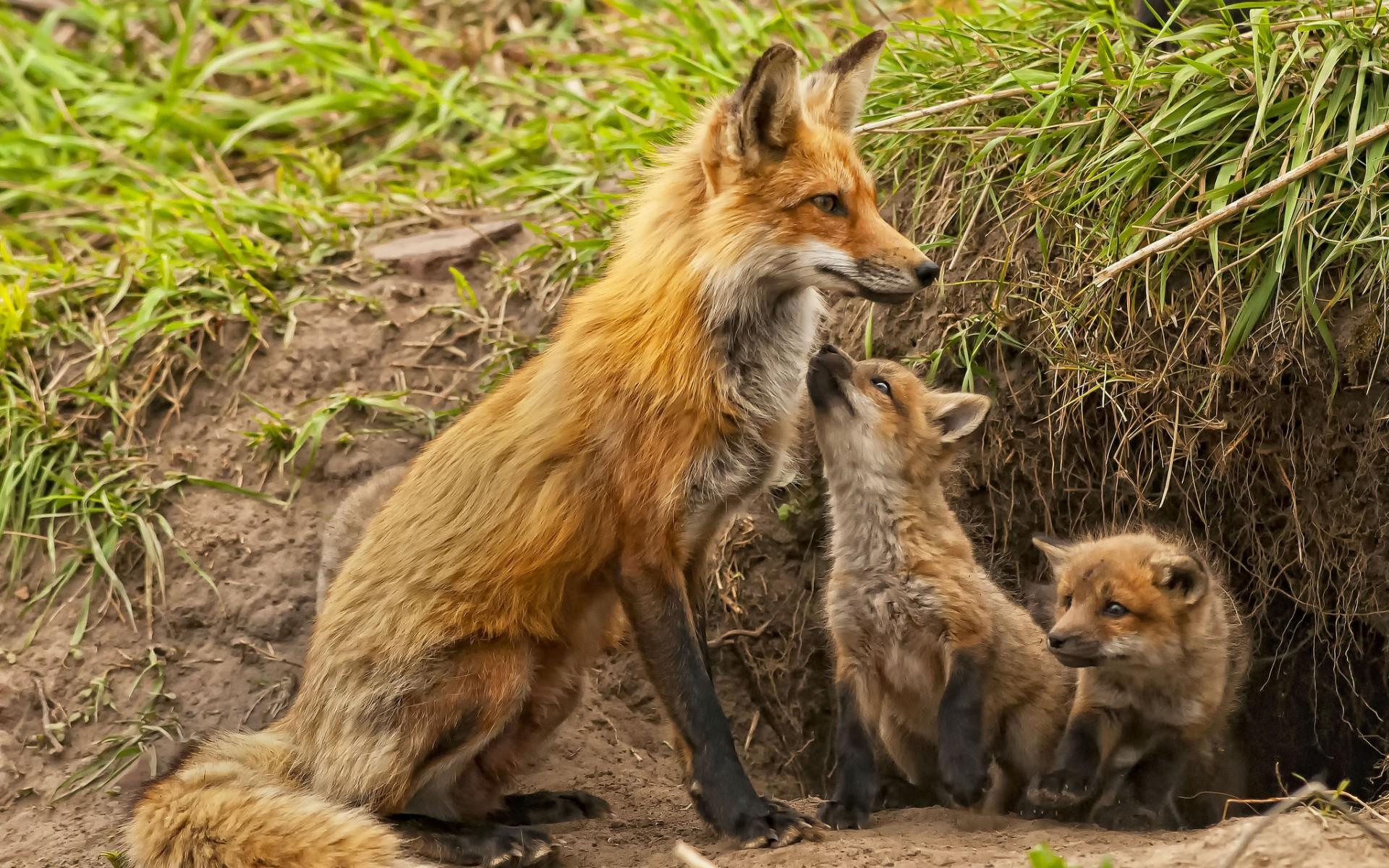 fox, Cubs, Maternity, Kids, Babies Wallpaper HD / Desktop