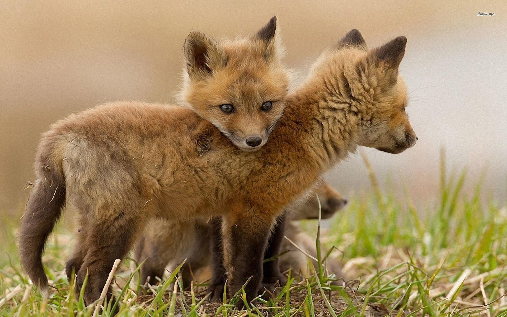 Fox cubs wallpaper wallpaper