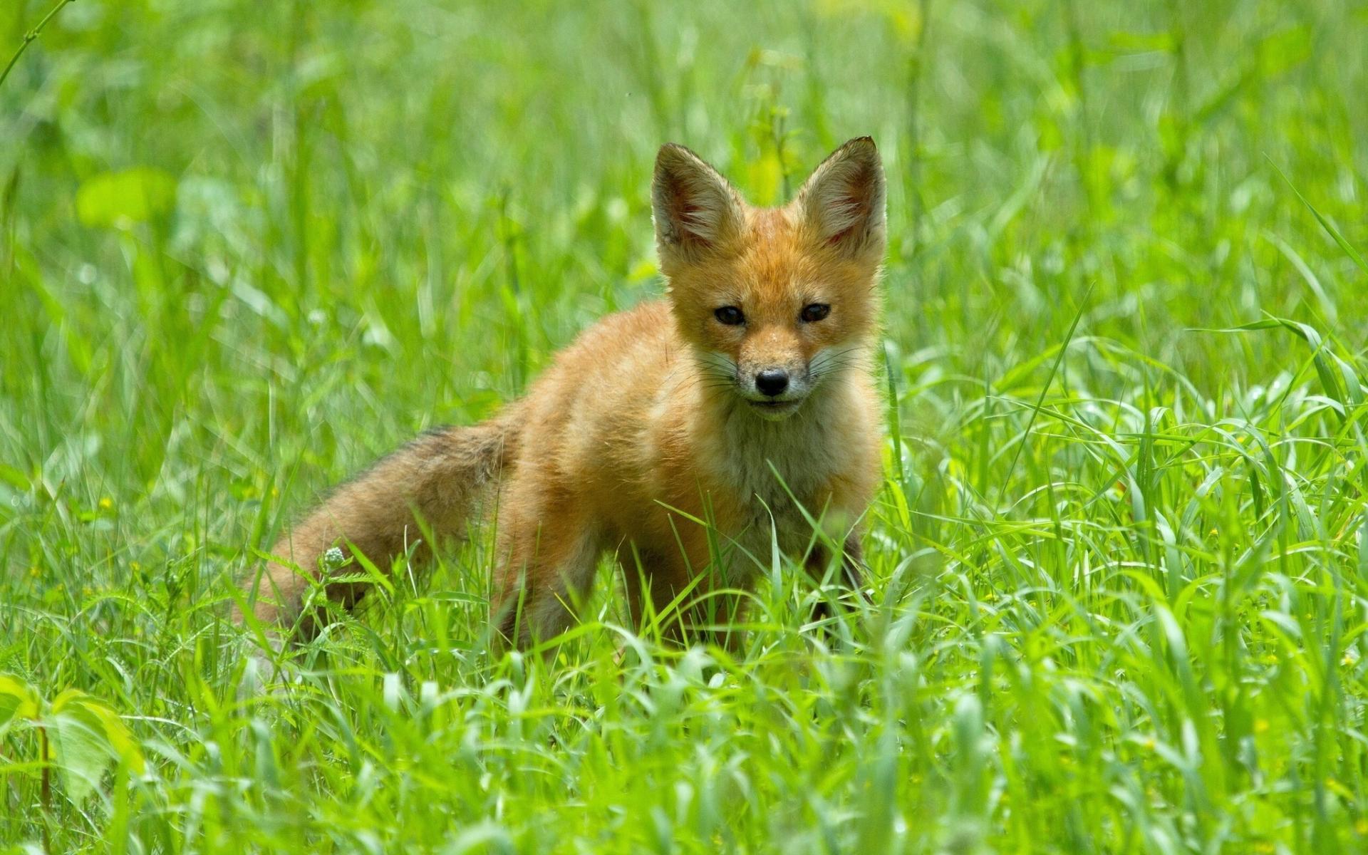 Cute fox cub HD HD desktop wallpaper, Widescreen, High