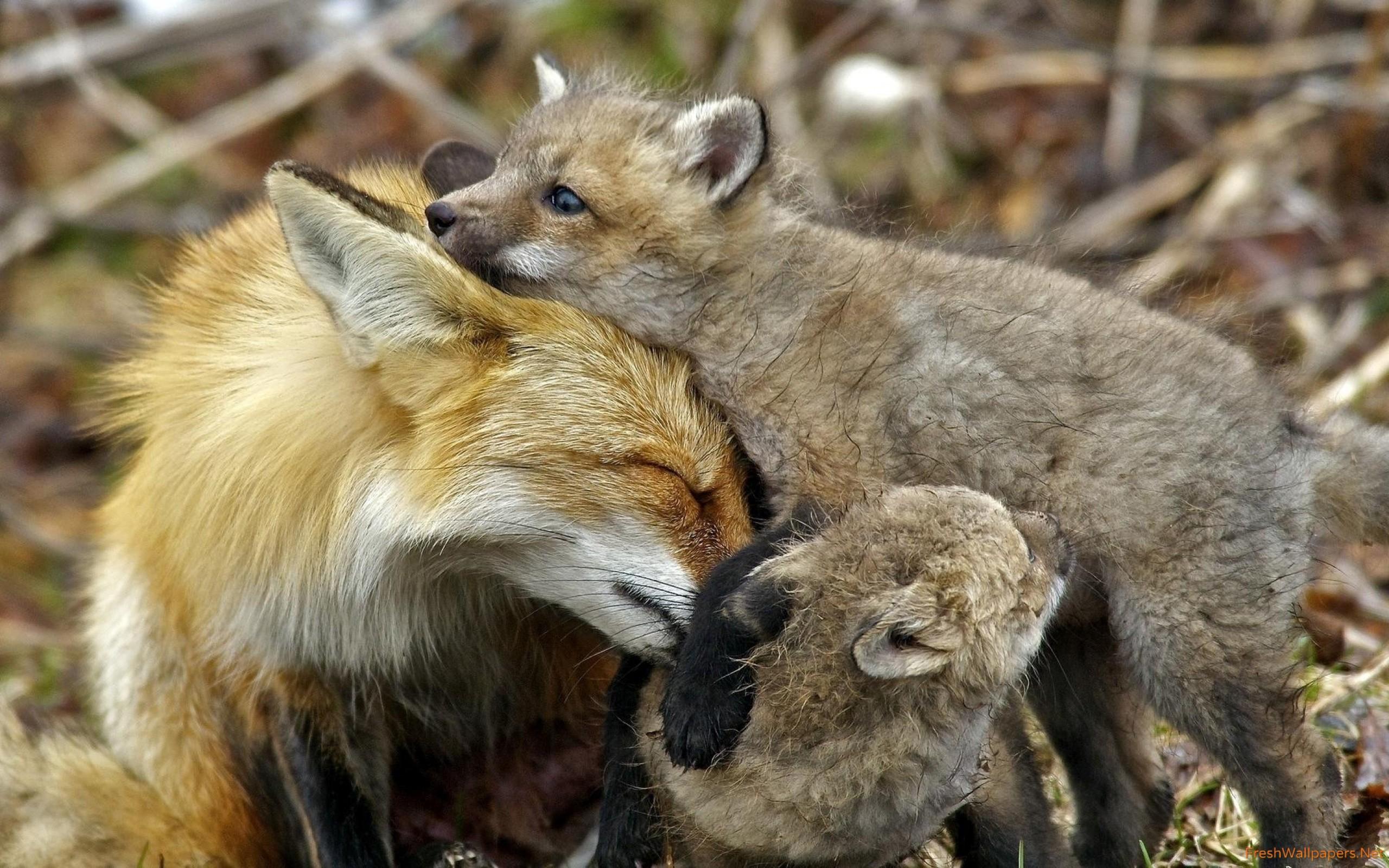 Fox with cubs wallpaper