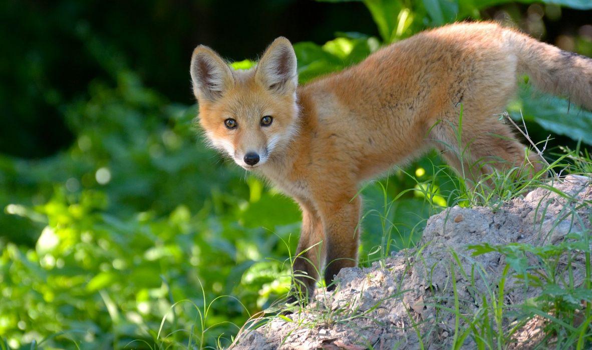 Fox cub red eyes foxes baby wallpaperx1600