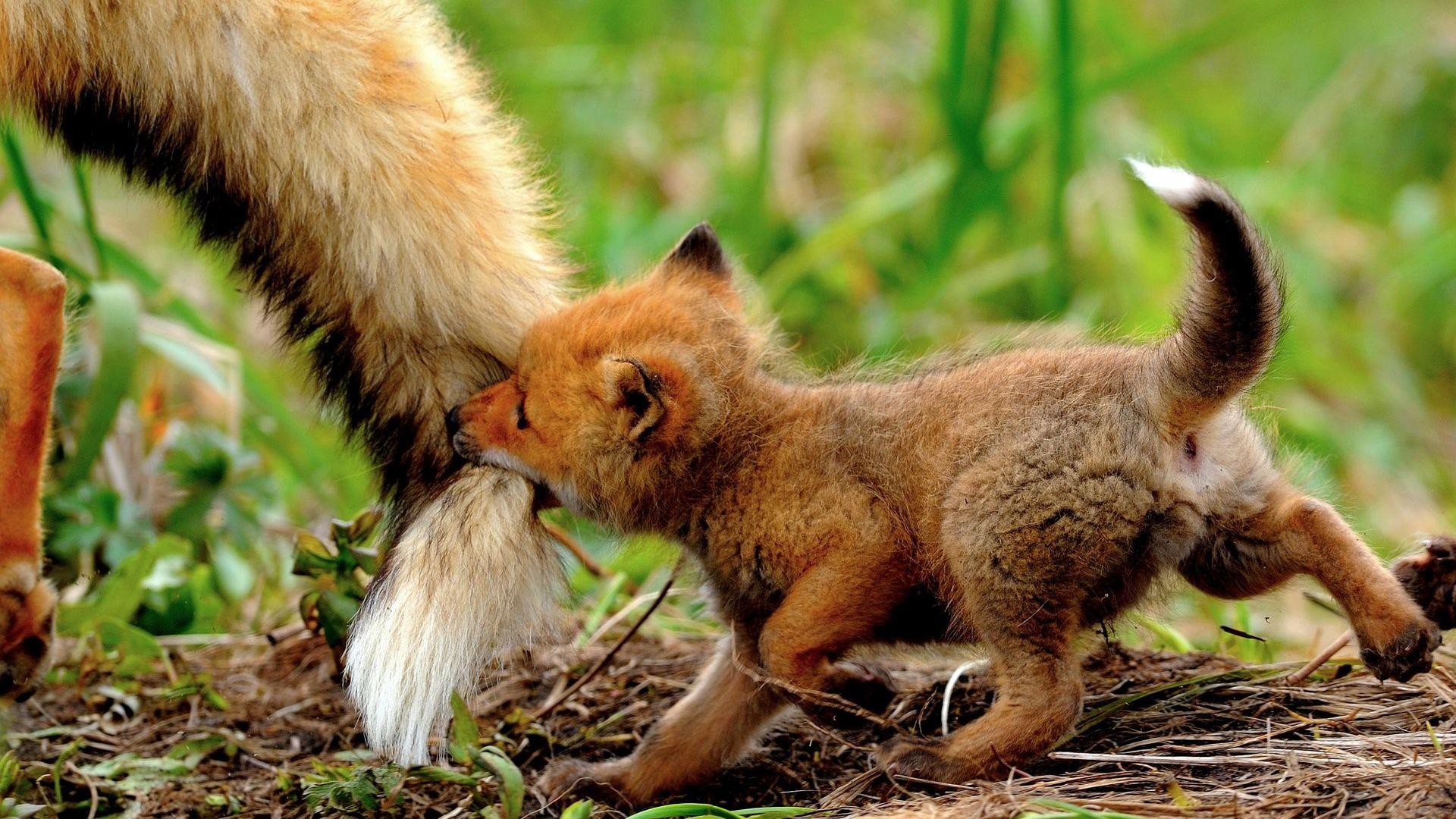 Fox cub biting the tail Wallpaper