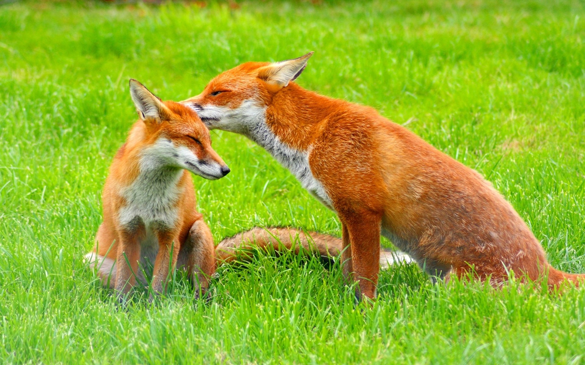 Red Fox Family Grass Care Cub wallpaper. animals