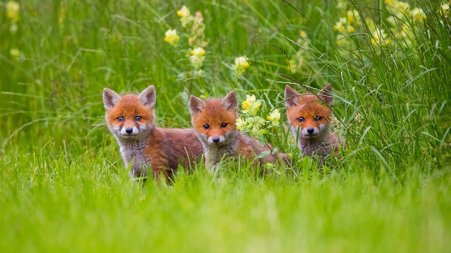 Adorable fox cubs in the grass HD desktop wallpaper
