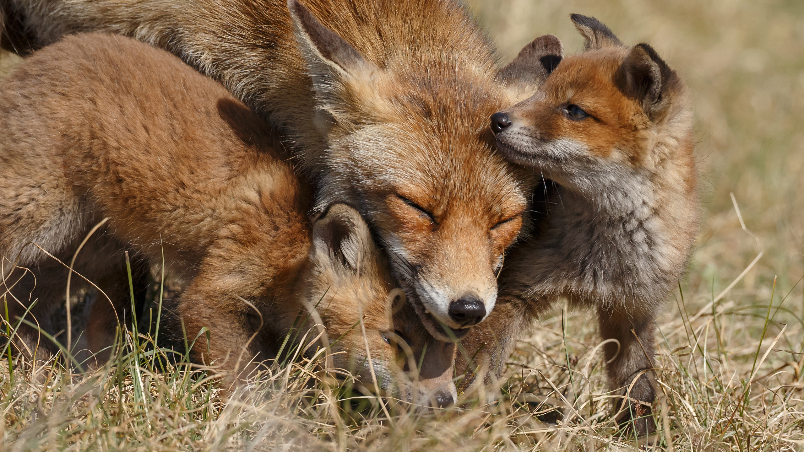 Wallpaper Foxes Cubs Three 3 animal 2560x1440