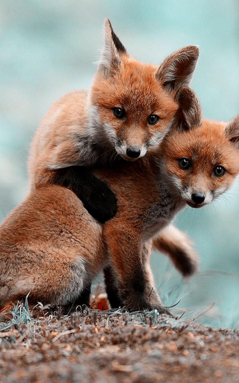 Two Fox Cubs Android Wallpaper free download