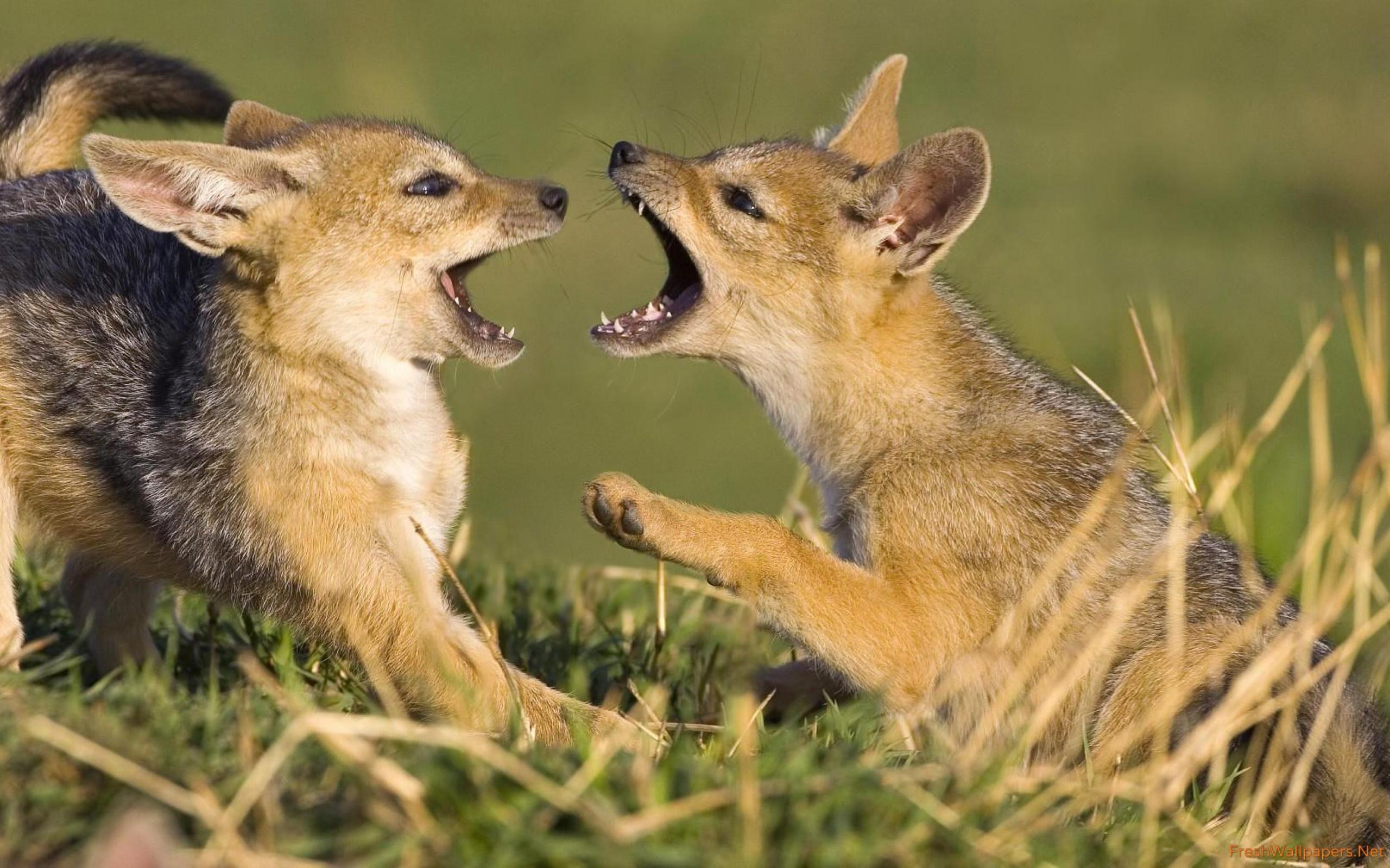 Playing fox cubs wallpaper
