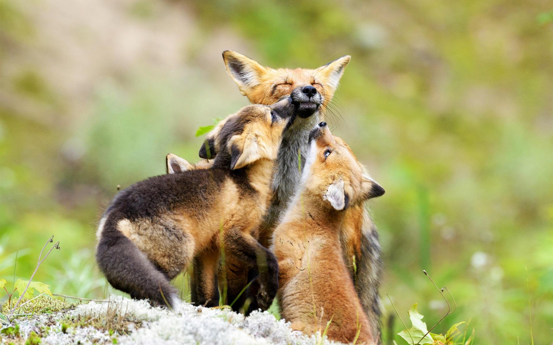 Wallpaper Fox family, cubs 1920x1200 HD Picture, Image