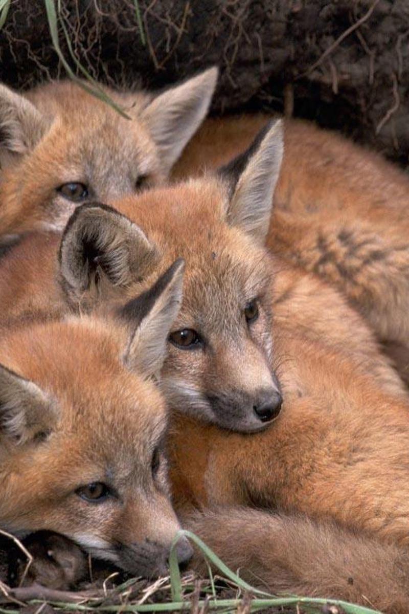Download wallpaper 800x1200 foxes, fox, cubs, down, three