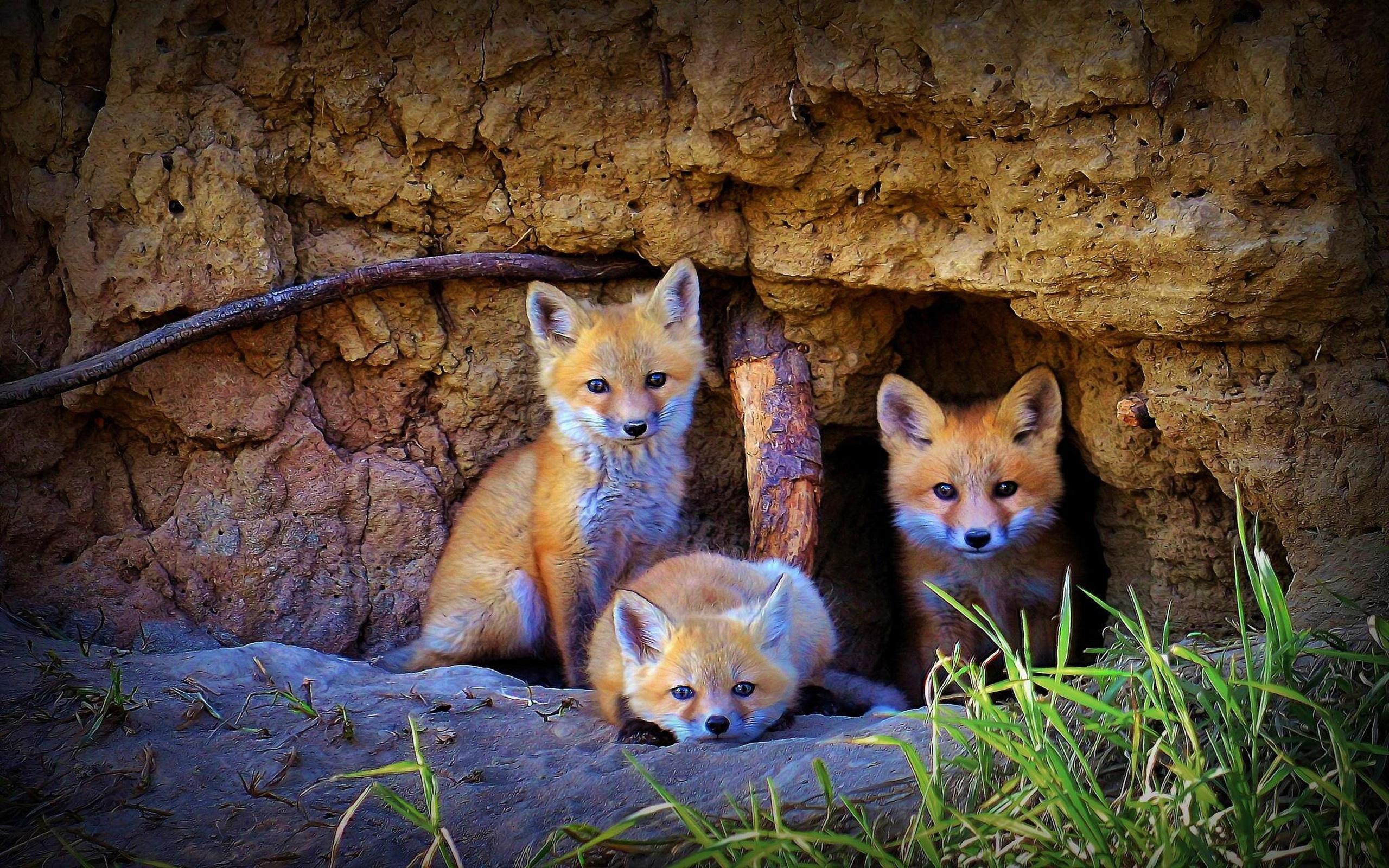 Read foxes. Лиса обыкновенная с лисятами. Лисица обыкновенная в норе.