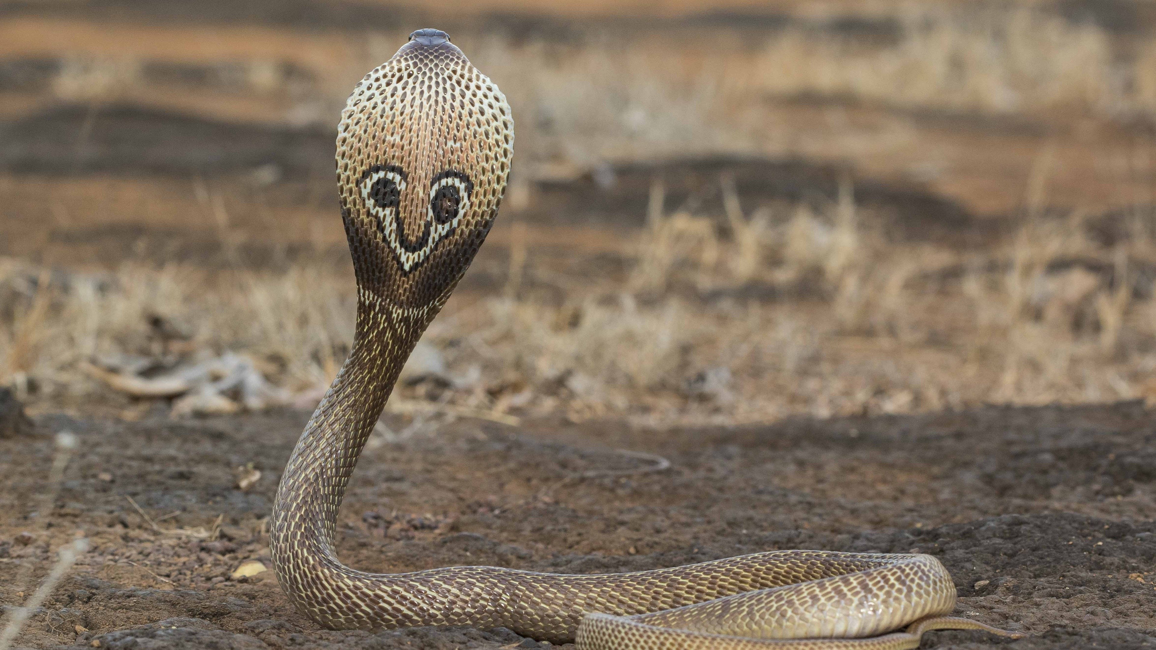 Papéis de Parede cobra azul 3840x2160 UHD 4K imagem