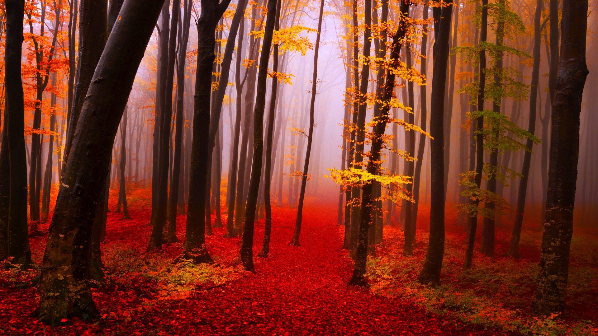 Autumn Serenity Wallpapers - Wallpaper Cave