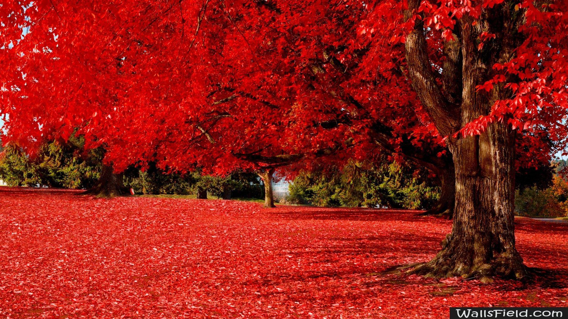 Red Autumn. Nature Wallpaper. Kırmızı, Sonbahar ve Manzara