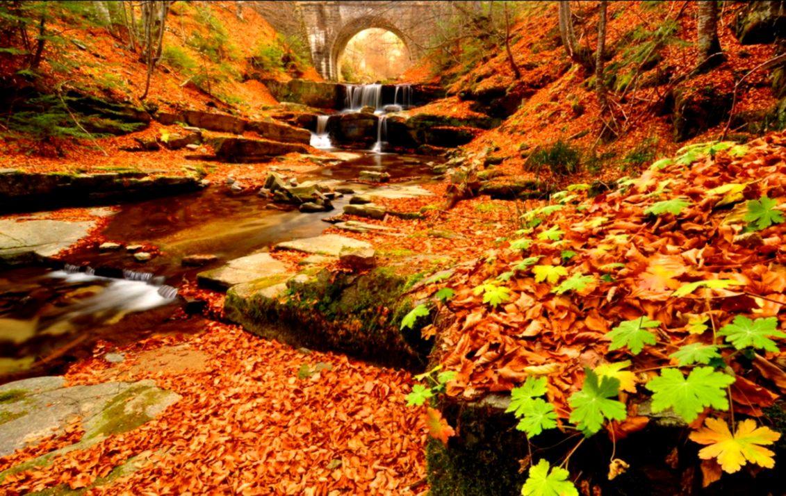 Creek Autumn Wallpaper. HD Wallpaper Plus